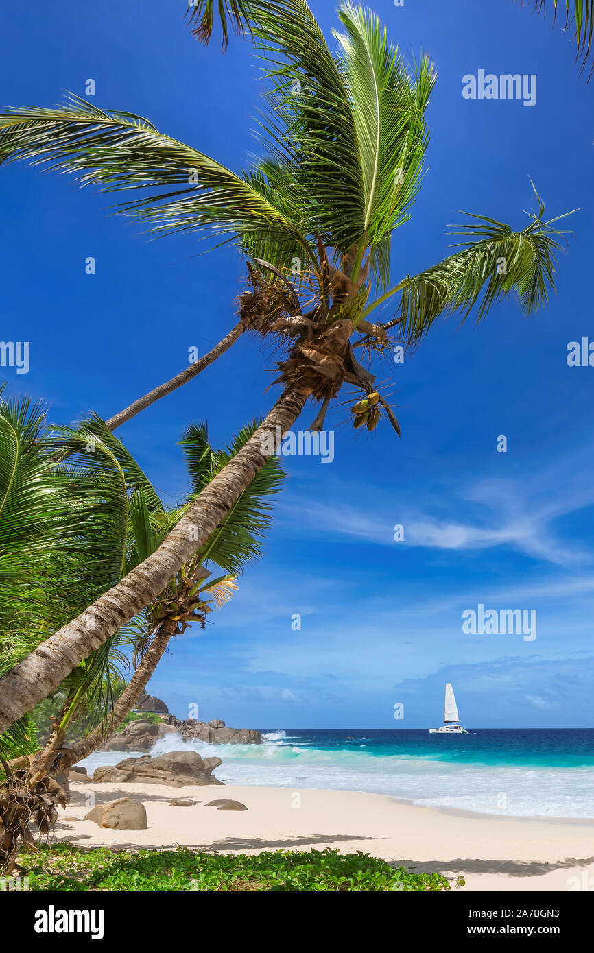 Exotischen tropischen Strand Stockfoto