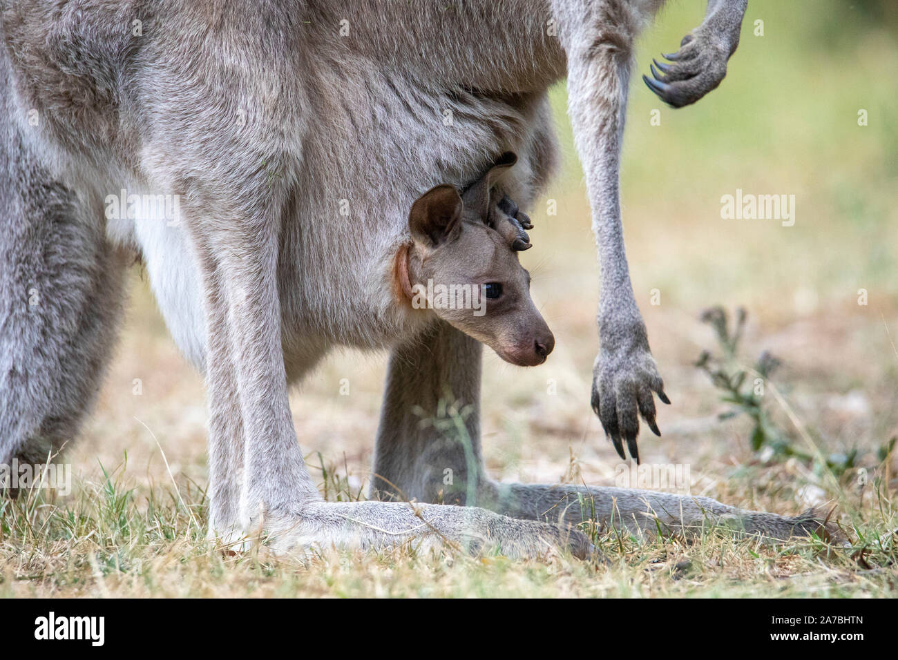 Eastern Grey Kangaroo (Macropus giganteus) Mutter mit Baby Joey im Beutel, capertee Valley, Australien Stockfoto