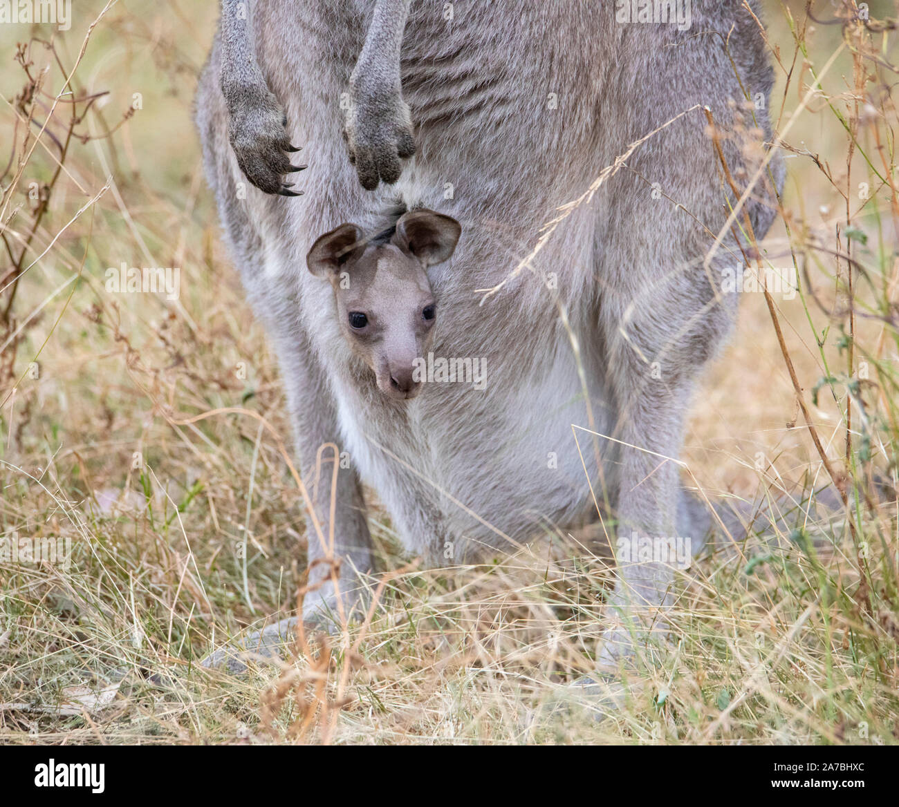 Eastern Grey Kangaroo (Macropus giganteus) Mutter mit Baby Joey im Beutel, capertee Valley, Australien Stockfoto
