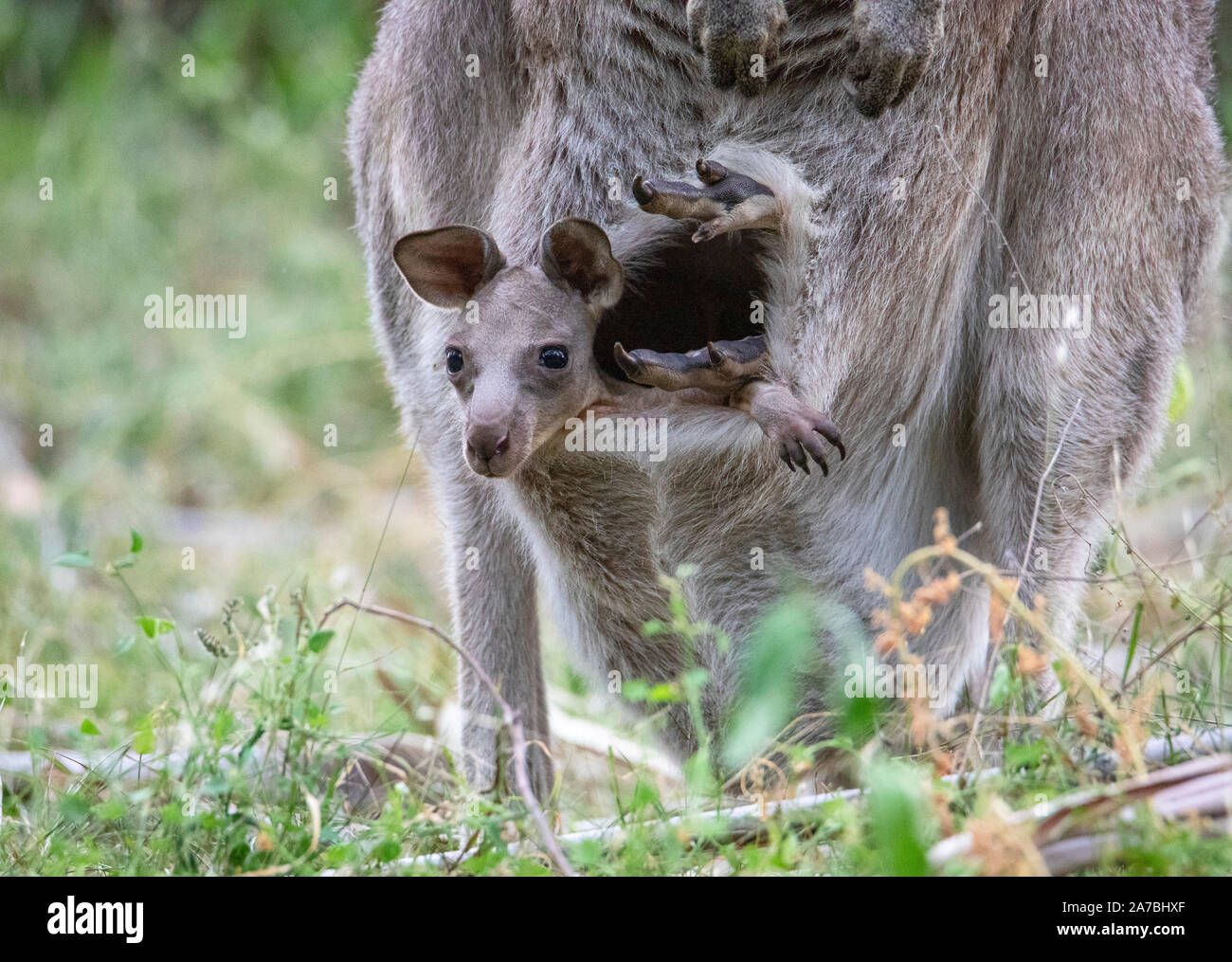 Eastern Grey Kangaroo (Macropus giganteus) Mutter mit Baby Joey im Beutel, capertee Valley, Australien Stockfoto