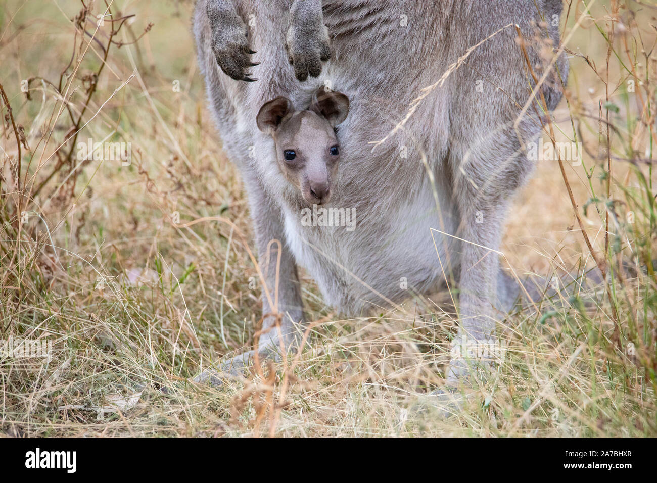 Eastern Grey Kangaroo (Macropus giganteus) Mutter mit Baby Joey im Beutel, capertee Valley, Australien Stockfoto