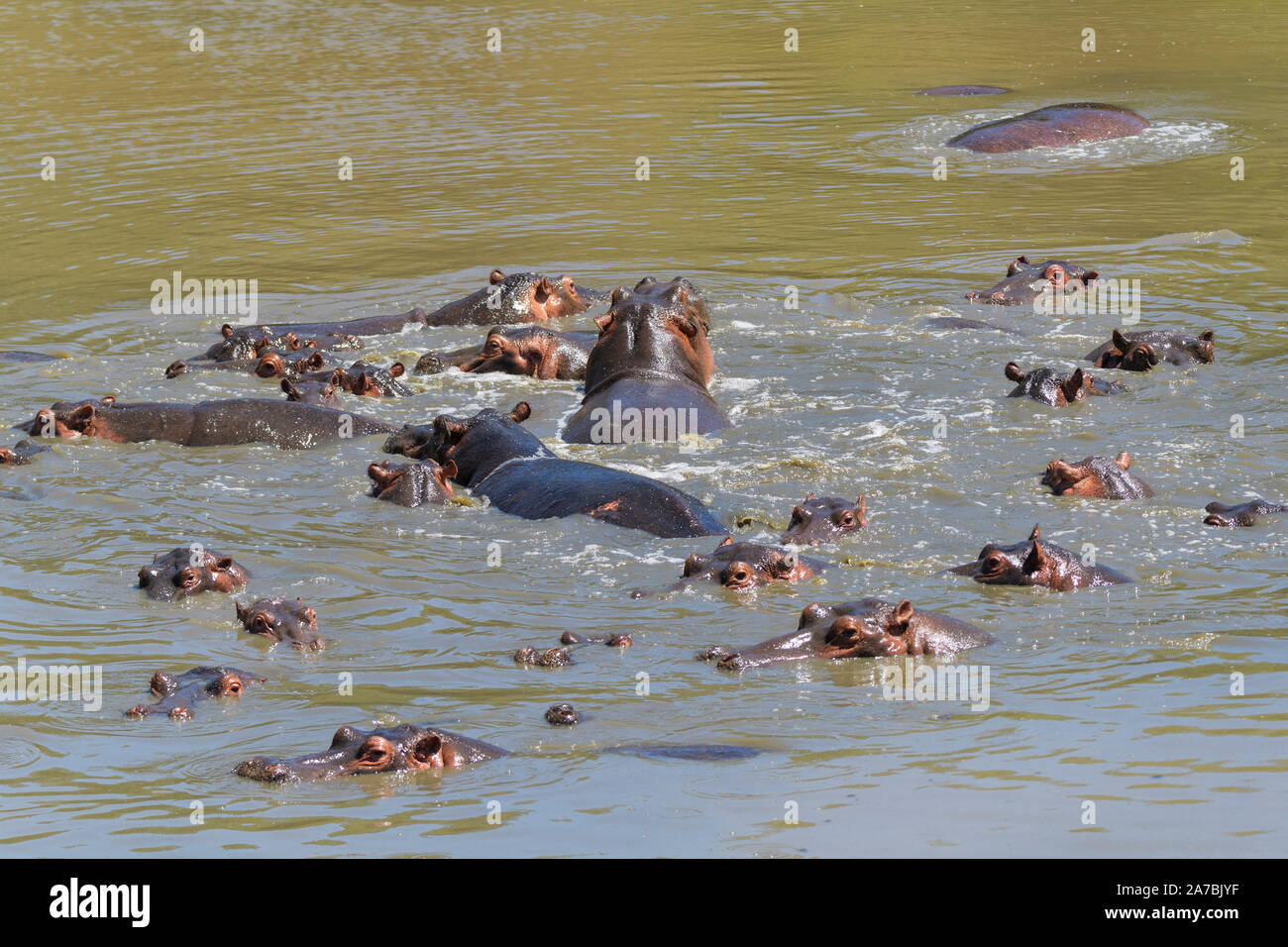 Hippopotamus amphibius, Hippopatamus, Gruppe im Wasser, Masai Mara National Reserve, Kenia, Afrika Stockfoto