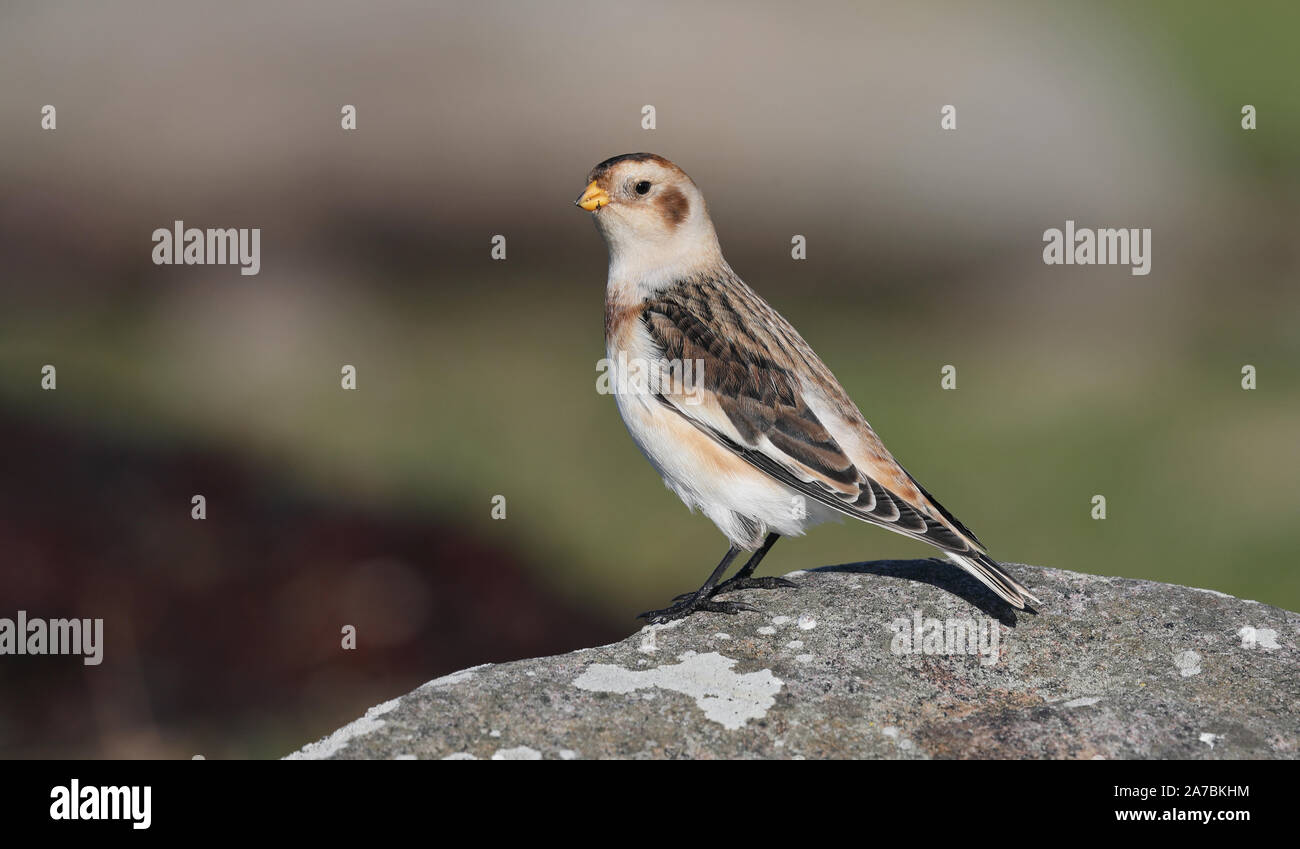 Schneehammer (Plectrophenax nivalis) auf Felsen stehend Stockfoto