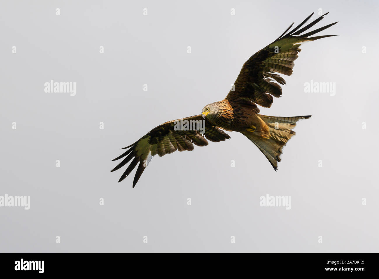 Schwarzmilan Milvus migrans Stockfoto