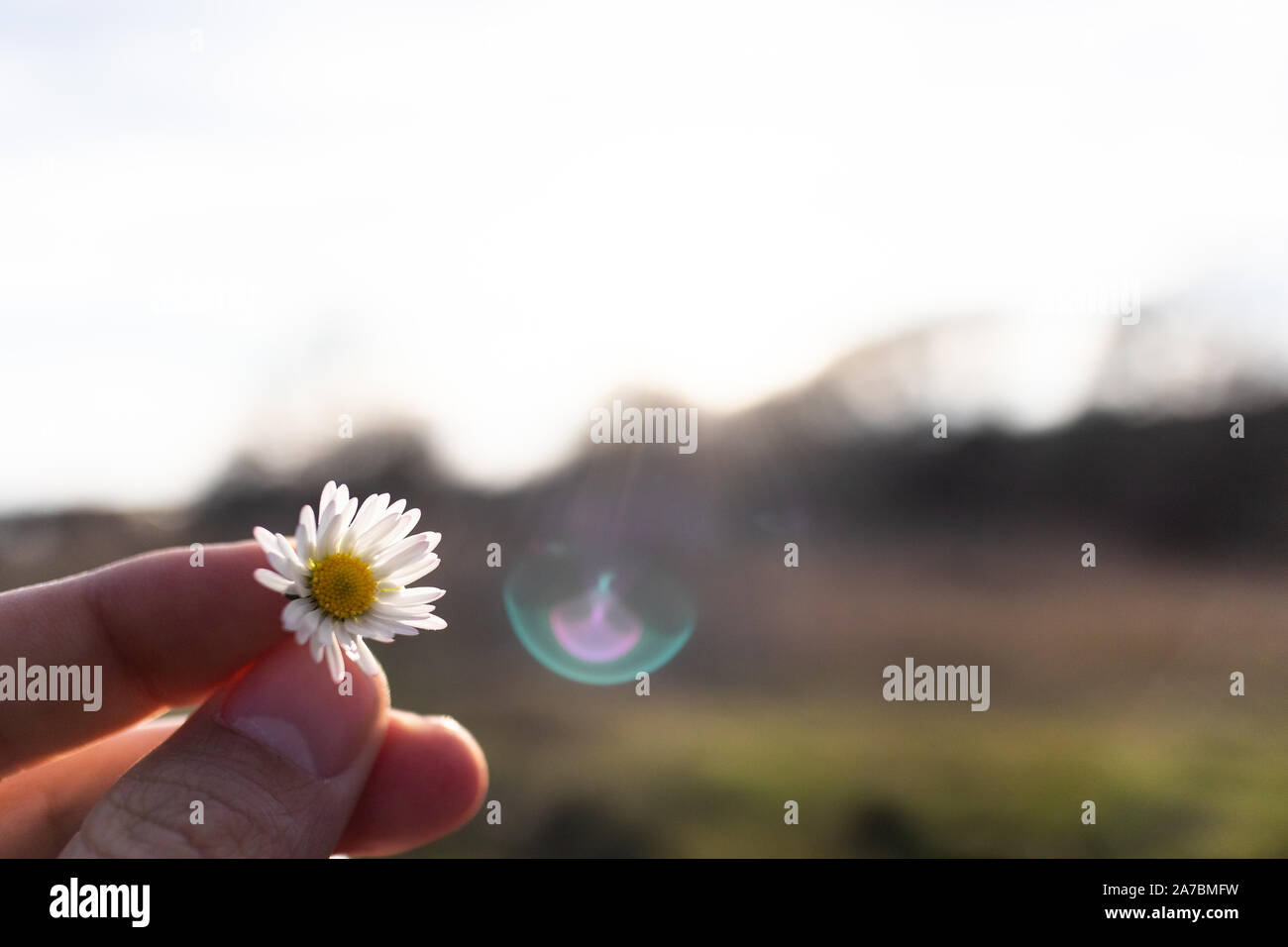 Hängt ein Daisy Flower in voller Blüte mit der Hand auf einem blauen sonnigen Himmel Landschaft Stockfoto