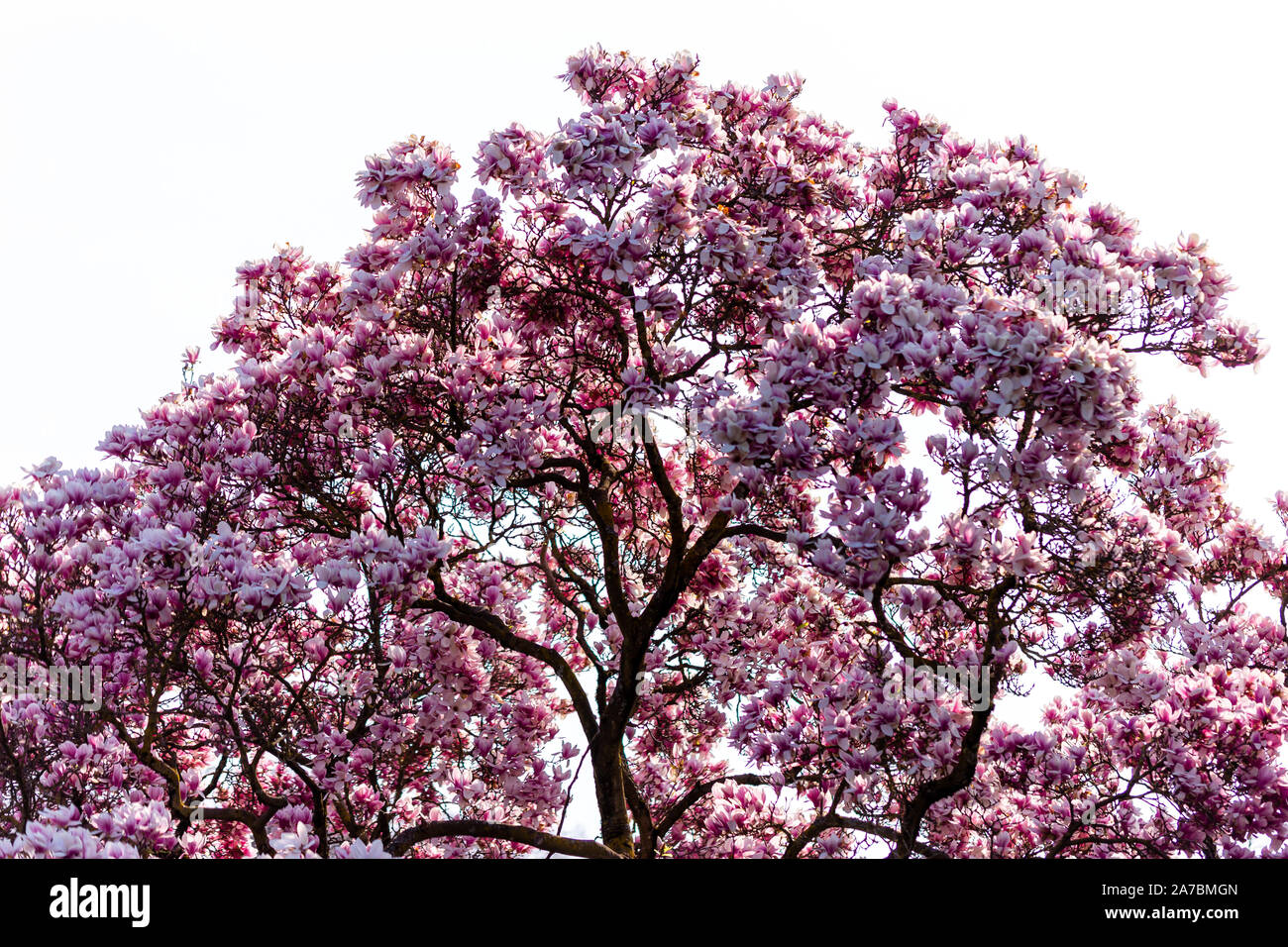 Top eines prächtigen Magnolie blüht im Frühling. Stockfoto