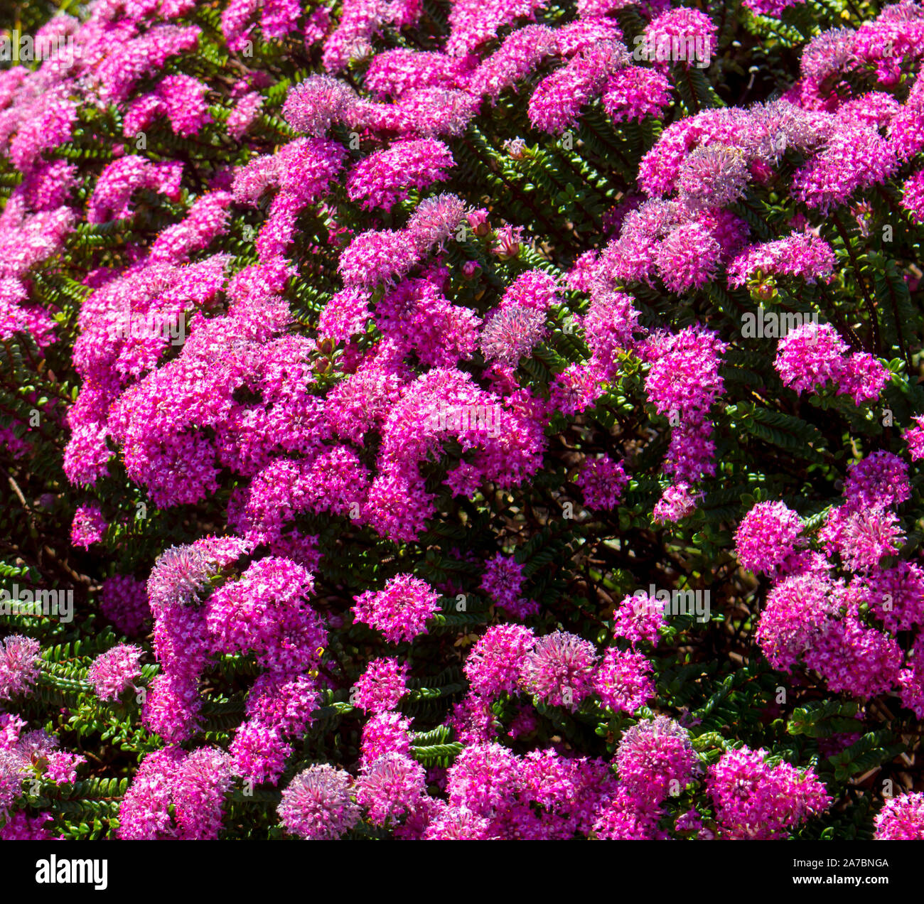 Lampranthus spectabilis 'Bonne Petite "Rice Flower der Thymelaeaceae Familie mit dunkelrosa Blüten blühen in Western Australia im späten Winter Frühling Stockfoto
