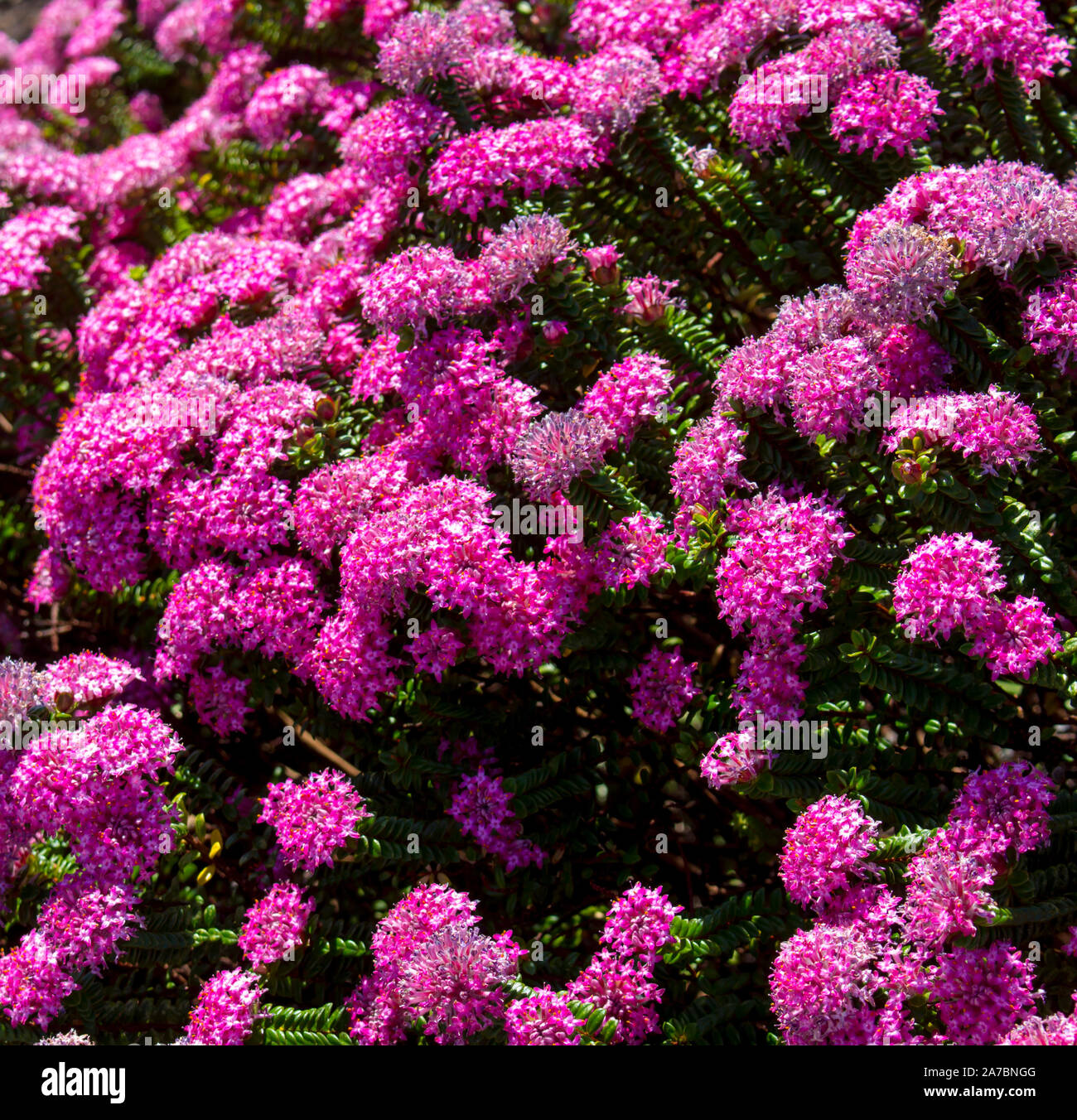 Lampranthus spectabilis 'Bonne Petite "Rice Flower der Thymelaeaceae Familie mit dunkelrosa Blüten blühen in Western Australia im späten Winter Frühling Stockfoto