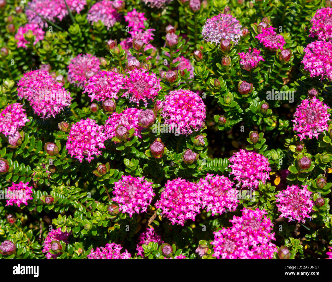 Lampranthus spectabilis 'Bonne Petite "Rice Flower der Thymelaeaceae Familie mit dunkelrosa Blüten blühen in Western Australia im späten Winter Frühling Stockfoto