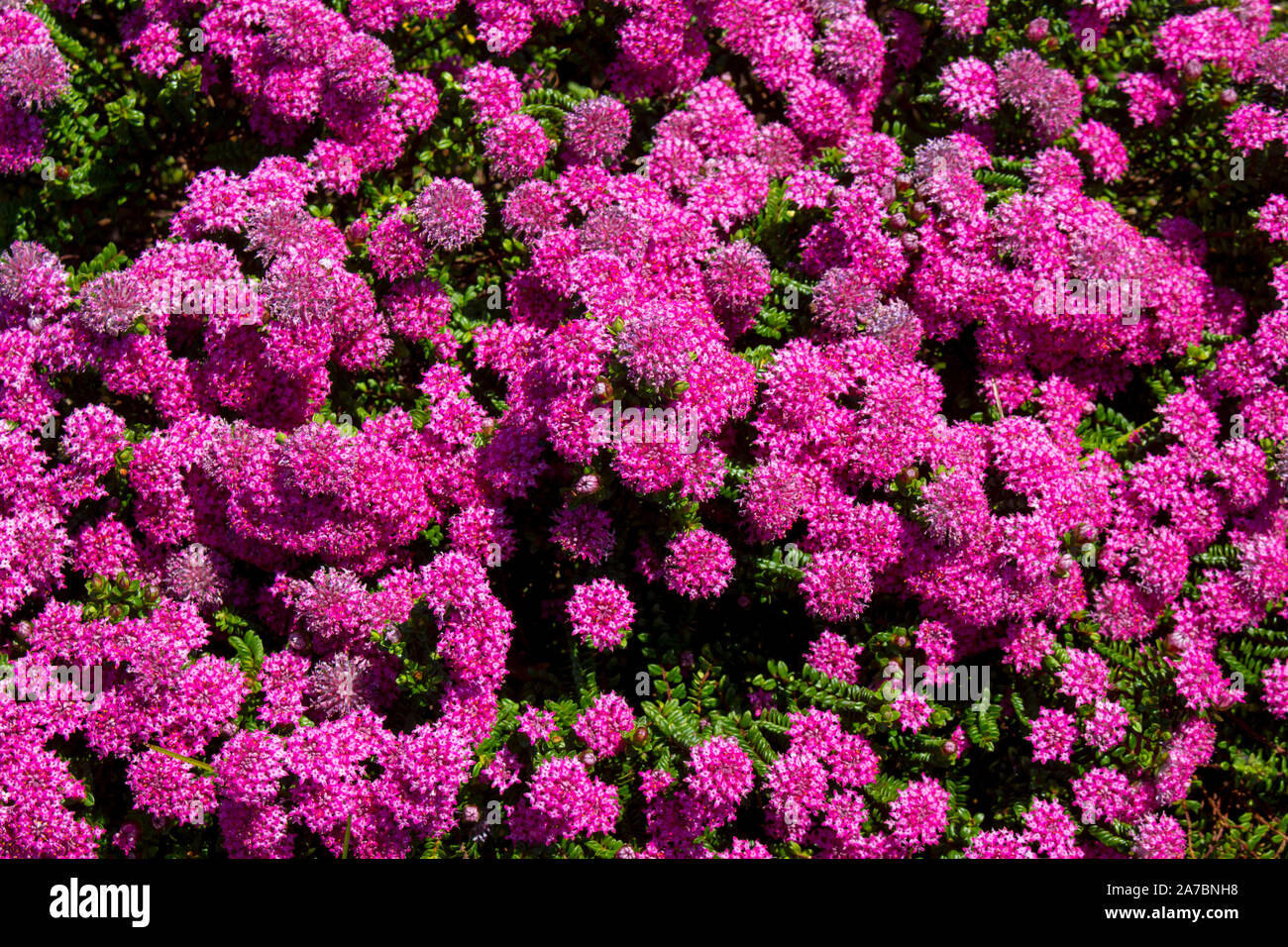 Lampranthus spectabilis 'Bonne Petite "Rice Flower der Thymelaeaceae Familie mit dunkelrosa Blüten blühen in Western Australia im späten Winter Frühling Stockfoto