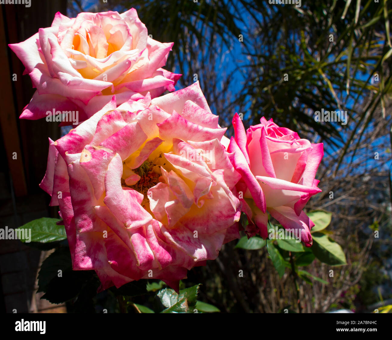 Herrlich herrlich romantisch schönen Rosa getaucht Creme Kordes' Perfecta Hybrid Tea klettern Rose blühen im späten Frühjahr fügt Duft. Stockfoto