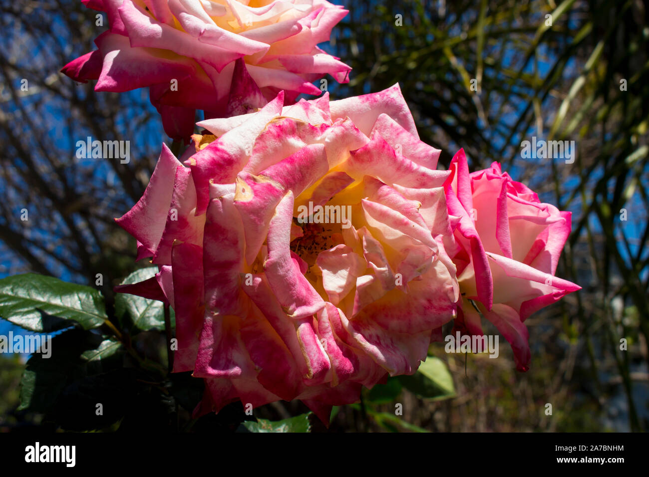 Herrlich herrlich romantisch schönen Rosa getaucht Creme Kordes' Perfecta Hybrid Tea klettern Rose blühen im späten Frühjahr fügt Duft. Stockfoto