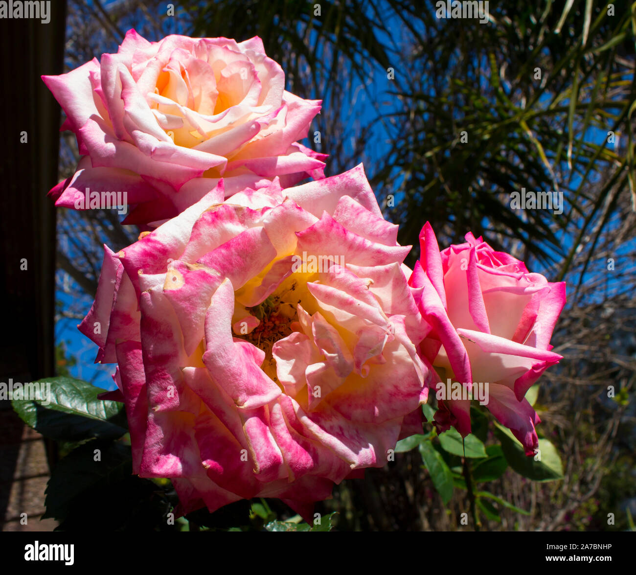 Herrlich herrlich romantisch schönen Rosa getaucht Creme Kordes' Perfecta Hybrid Tea klettern Rose blühen im späten Frühjahr fügt Duft. Stockfoto
