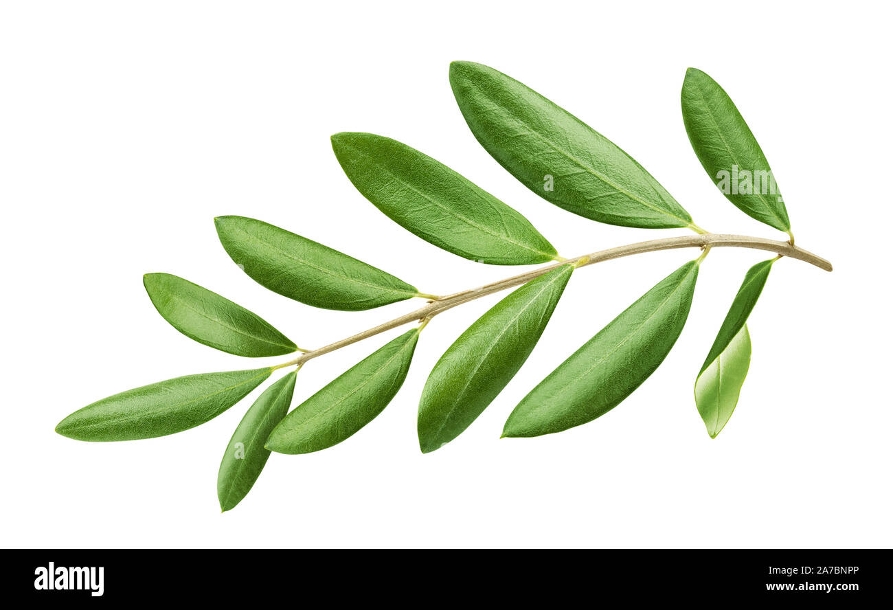 Olive Tree Branch mit grünen Blättern auf weißem Hintergrund Stockfoto