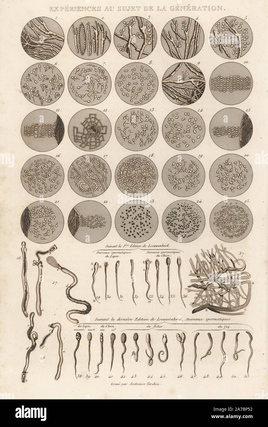 Bilder von Generation unter dem Mikroskop und die spermatazoa von Kaninchen, Hund, Ziege und Hahn. Papierkörbe Gravur auf Stahl von Ambroise Tardieu aus Richard's "neuen Gesamtausgabe der Werke von Buffon, 'Pourrat Freres, Paris, 1837. Stockfoto
