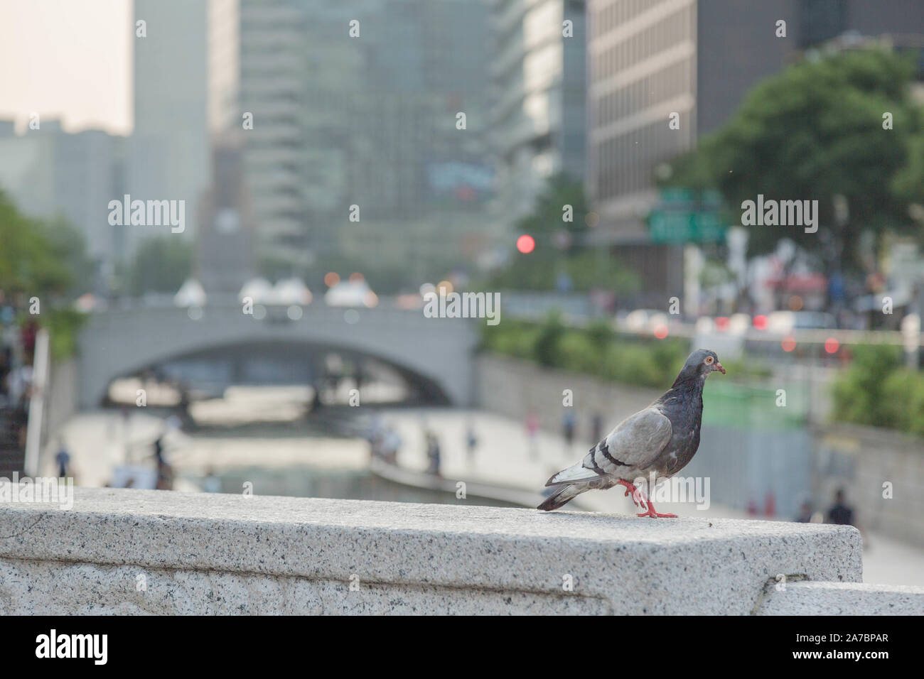 Eine Taube auf einem der 22 Brücken durch 6,8 Meile Cheonggyecheon Strom läuft durch die Innenstadt von Seoul und schließlich zum Fluss Han, Seoul, Südkorea. Stockfoto