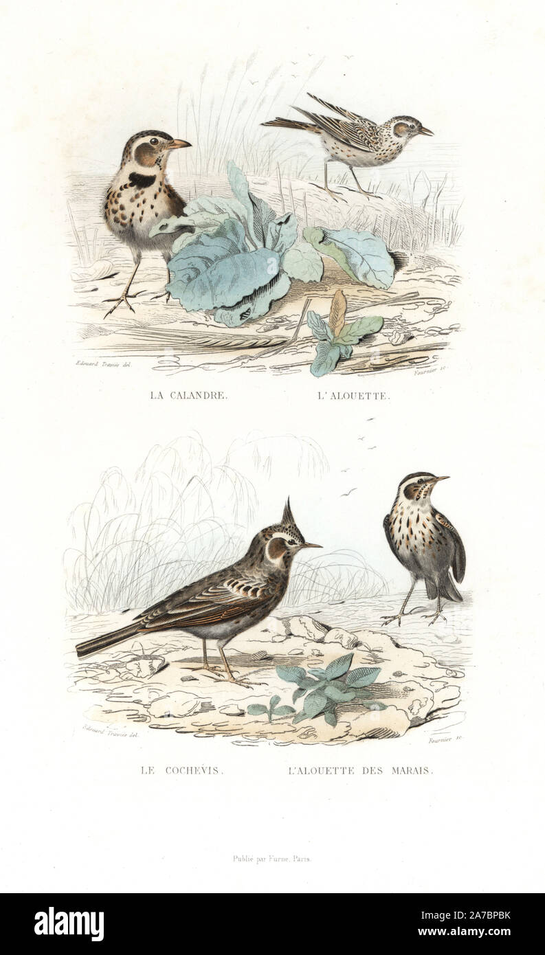 Calandra Lerche, Melanocorypha Calandra, Feldlerche, Alauda arvensis, crested Lark, Galerida cristata und Marsh Lerche, Alouette-des-Marais. Papierkörbe Gravur auf Stahl von Fournier nach einer Zeichnung von Edouard Travies von Richard's "neuen Gesamtausgabe der Werke von Buffon, 'Pourrat Freres, Paris, 1837. Stockfoto