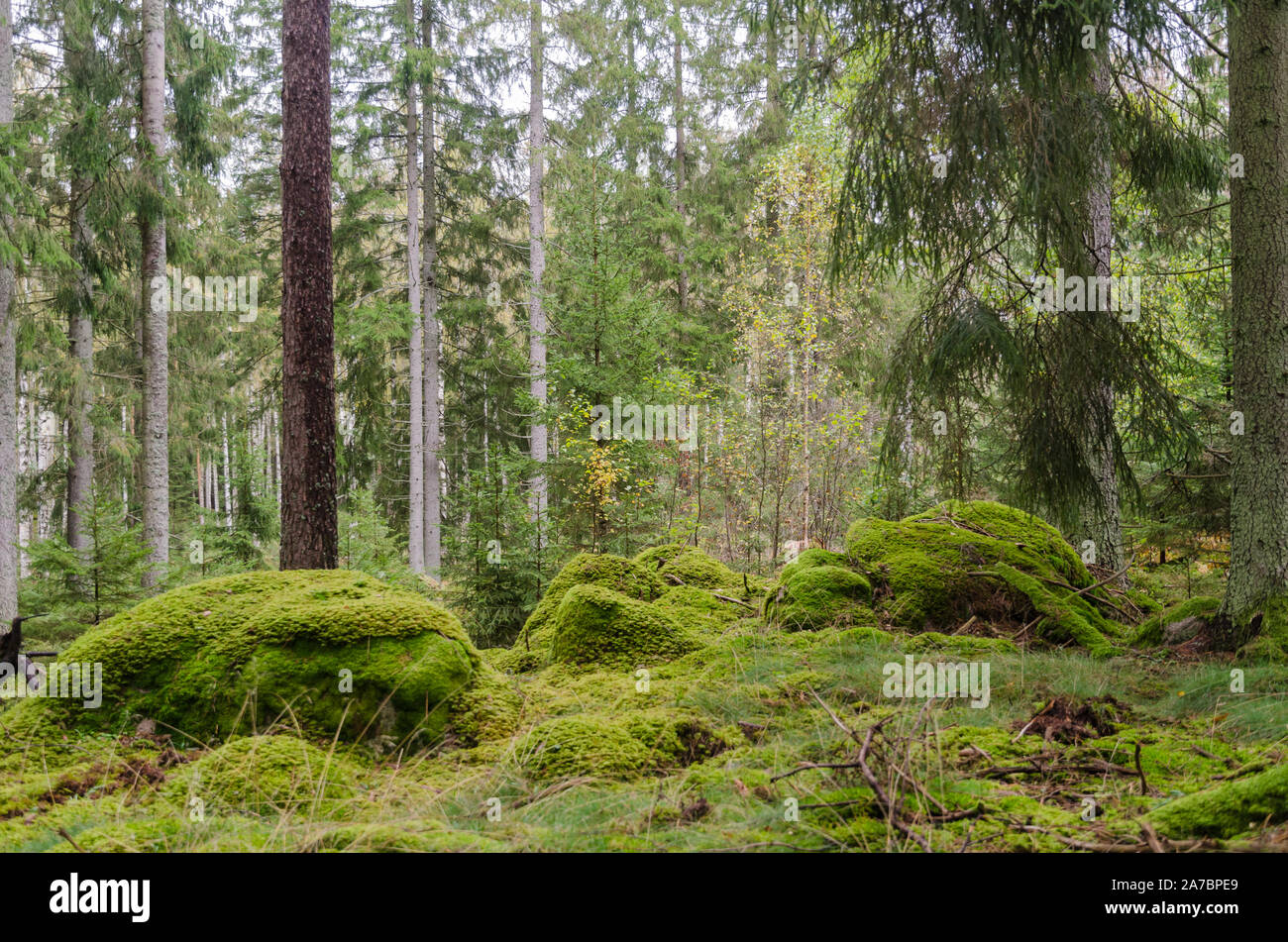 Moosige unberührte helle und grüne conoferous Wald Stockfoto
