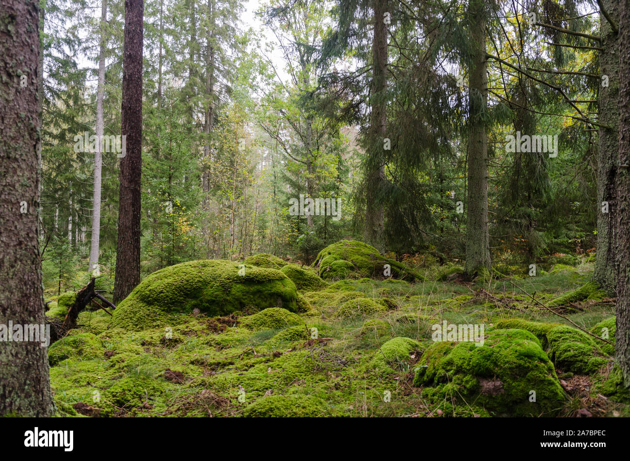 Unberührte Wald mit Moos bedeckt Felsen auf den Boden Stockfoto