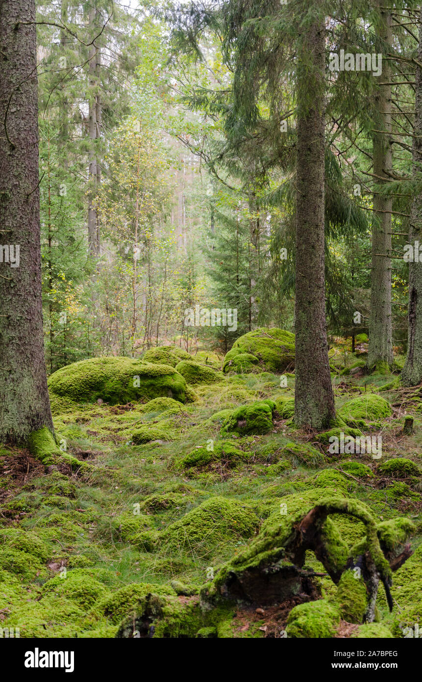 Moos bedeckt märchenhafte Nadelwald Stockfoto