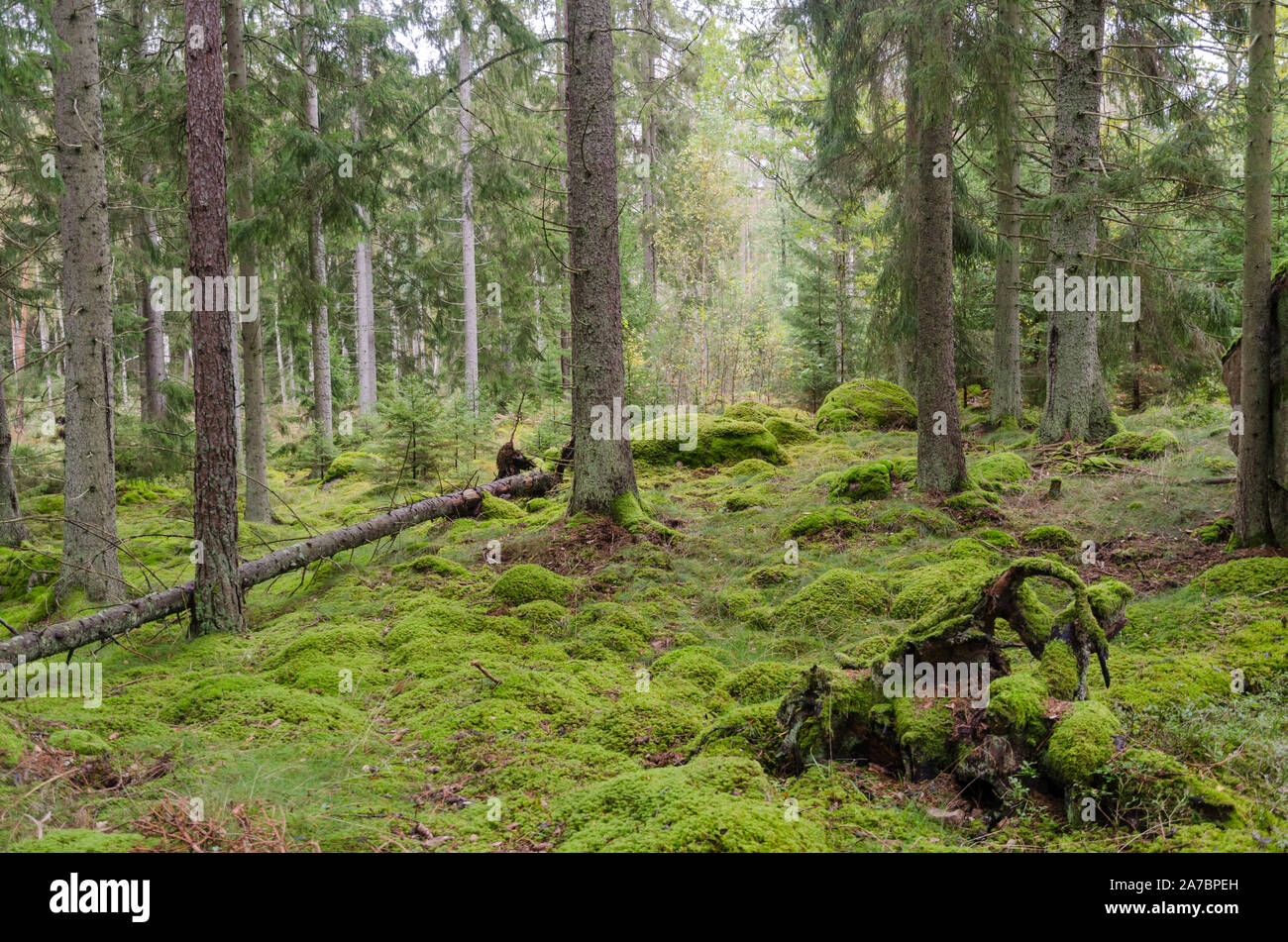 Moos bedeckt Wald in einem unberührten märchenhafte Wald Stockfoto