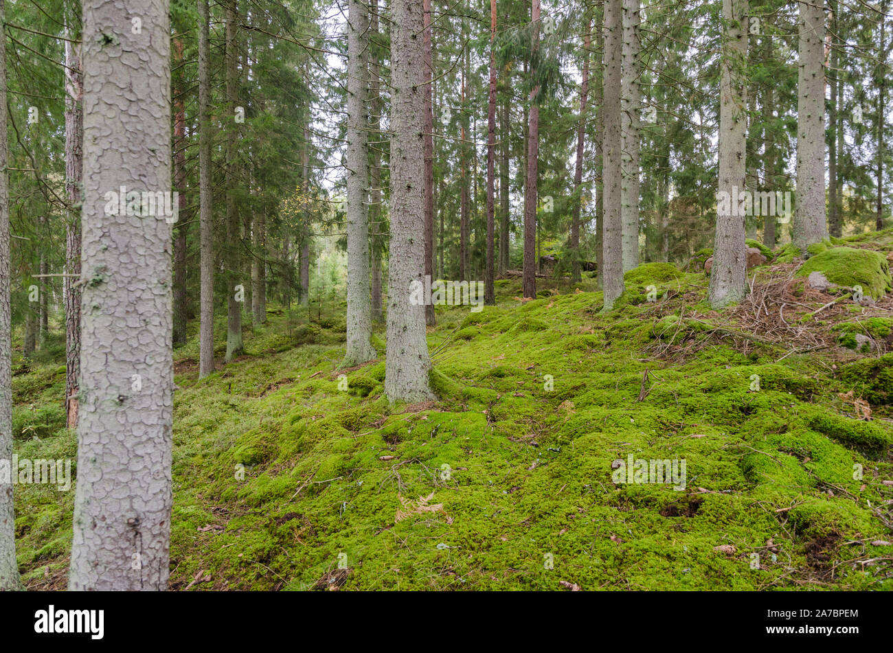 Spruce Tree trunks in einer unberührten Moos bedeckt Wald Stockfoto