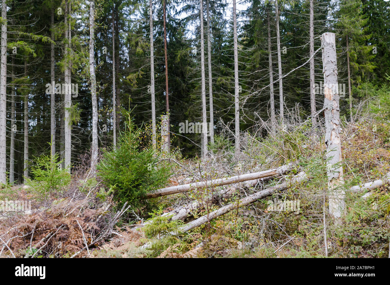Nadelwald beschädigt durch Borkenkäfer und Stürme Stockfoto