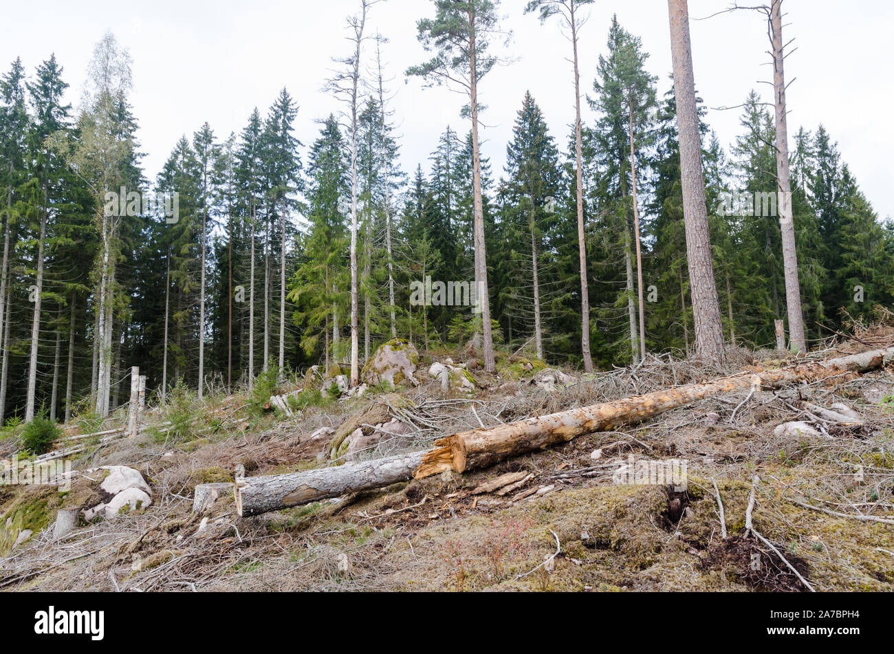 Nadelwald zerstört durch Borkenkäfer und Stürme Stockfoto