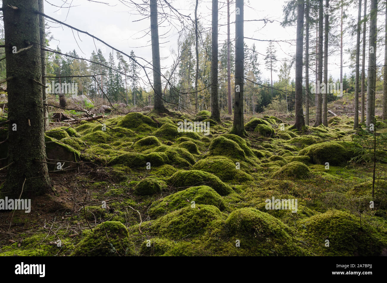 Unberührte Moos bedeckt Waldboden mit verborgenen Felsen Stockfoto