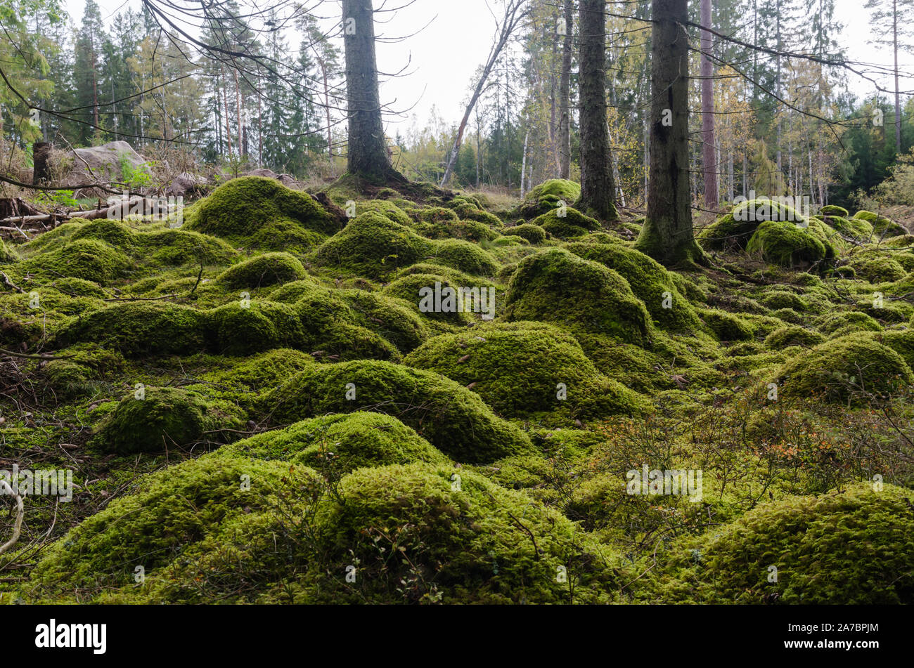 Moos bedeckt Steine in einem unberührten und helle Nadelwald Stockfoto