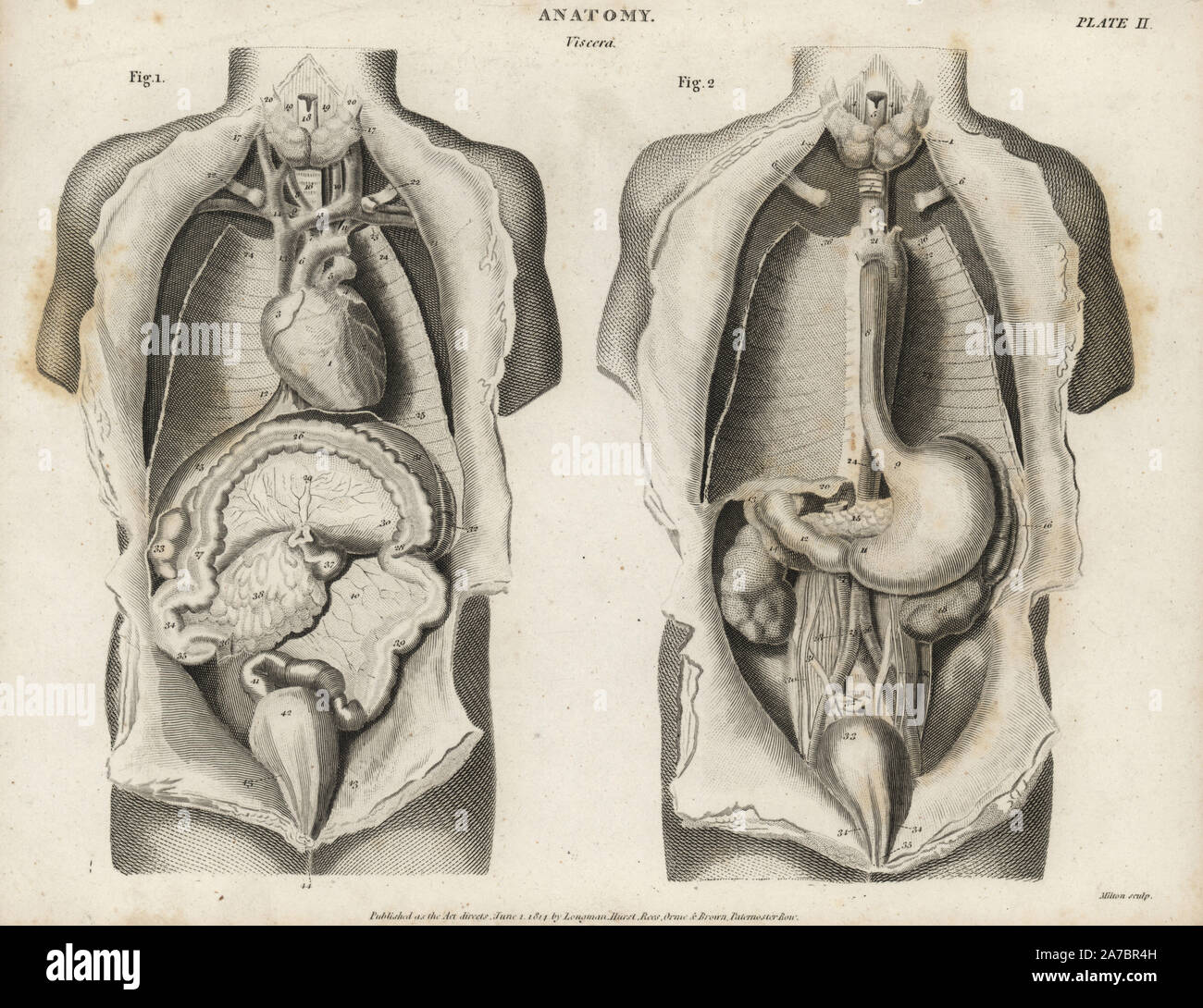 ORIGINAL-STICH von 1895 B14 Der Körper des Menschen innere Medizin Arzt