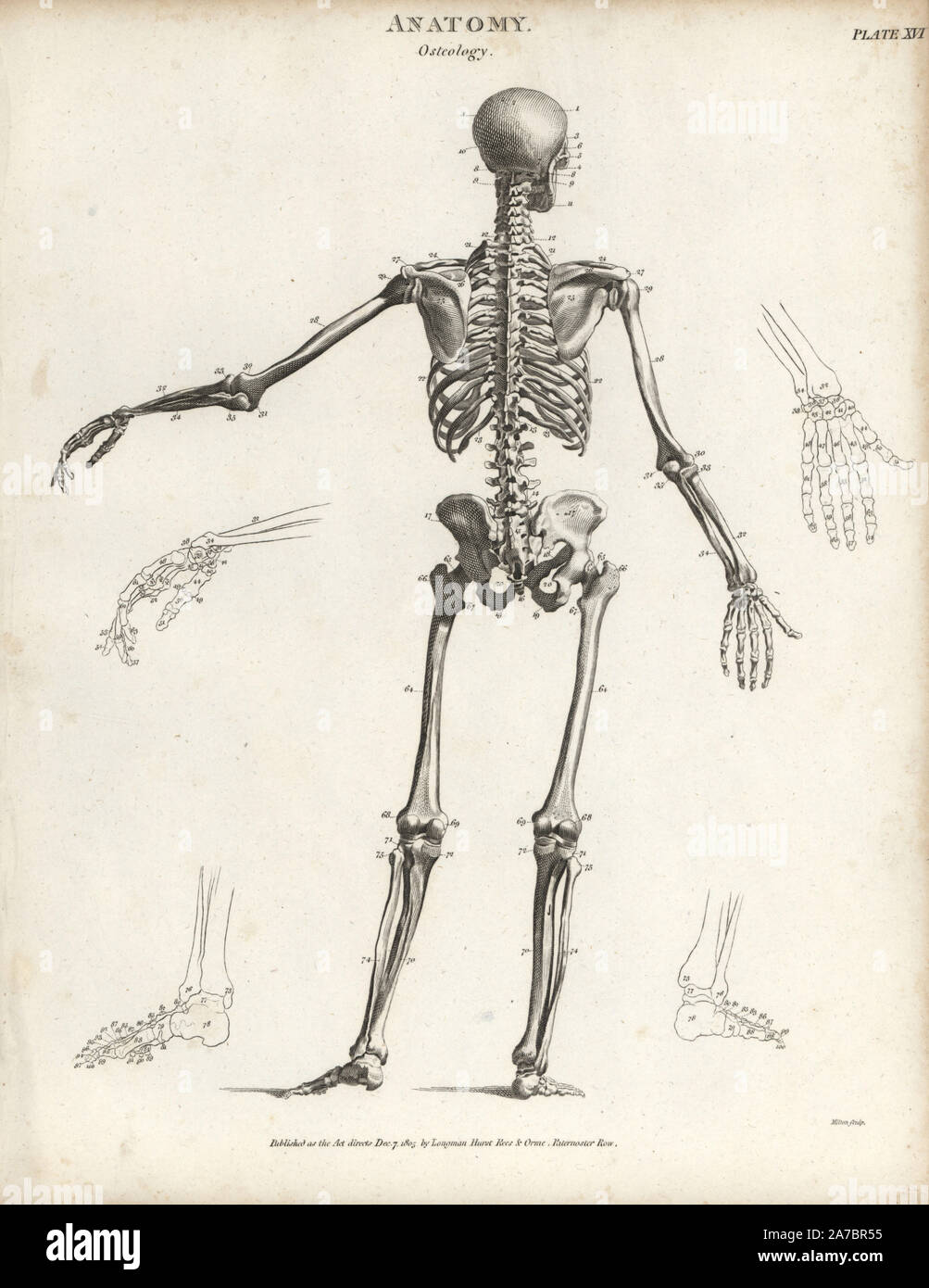 Menschliches Skelett an der Rückseite aus. Kupferstich von Milton von Abraham Rees Cyclopedia oder Universal Wörterbuch der Künste, der Wissenschaften und der Literatur, Longman, Hurst, Rees, Orme und Brown, London, 1820. Stockfoto