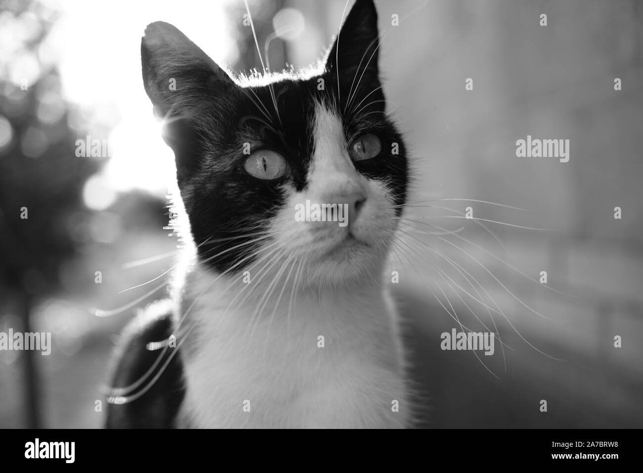 Dreifarbige Katze sitzt draußen vor der Tür. Maneki Neko kitty Gesicht Porträt. Schwarz-weiß Foto. Stockfoto