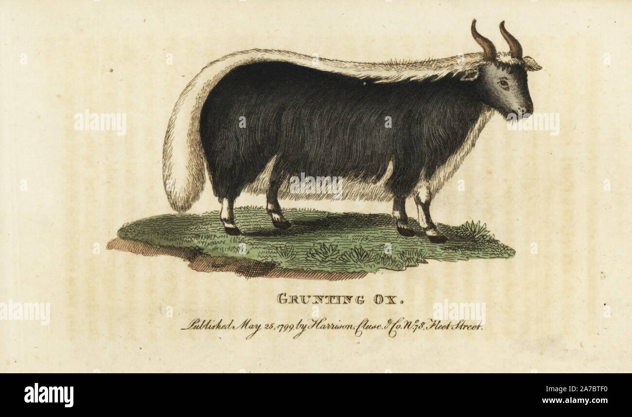 Yak, Bos grunniens und Bos mutus. (Grunzende ox, Bos gruniens). Verwundbar. Papierkörbe Kupferstich aus der Naturforscher Pocket Magazin", Harrison, London, 1799. Stockfoto