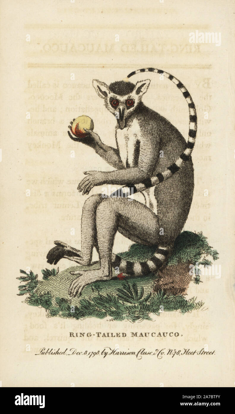 Ring-tailed Lemur oder maucauco, Lemur catta. Abbildung: Kopiert von George Edwards. Papierkörbe Kupferstich aus der Naturforscher Pocket Magazin", Harrison, London, 1798. Stockfoto