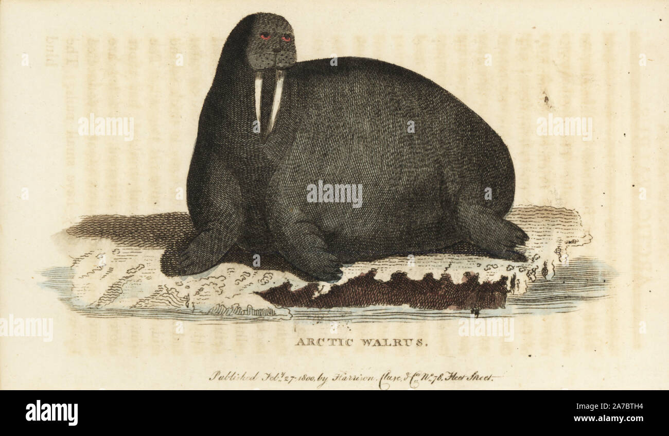 Walross, Odobenus rosmarus. Papierkörbe Kupferstich aus der Naturforscher Pocket Magazin", Harrison, London, 1800. Stockfoto