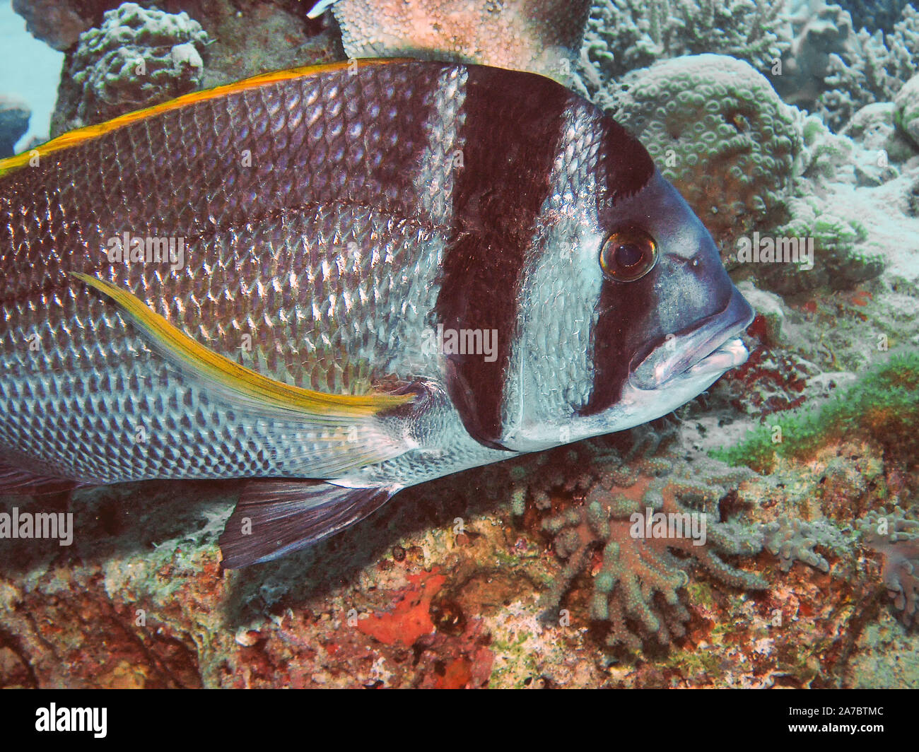 Nahaufnahme eines Twobar Goldbrasse (Acanthopagrus Bifasciatus) Stockfoto