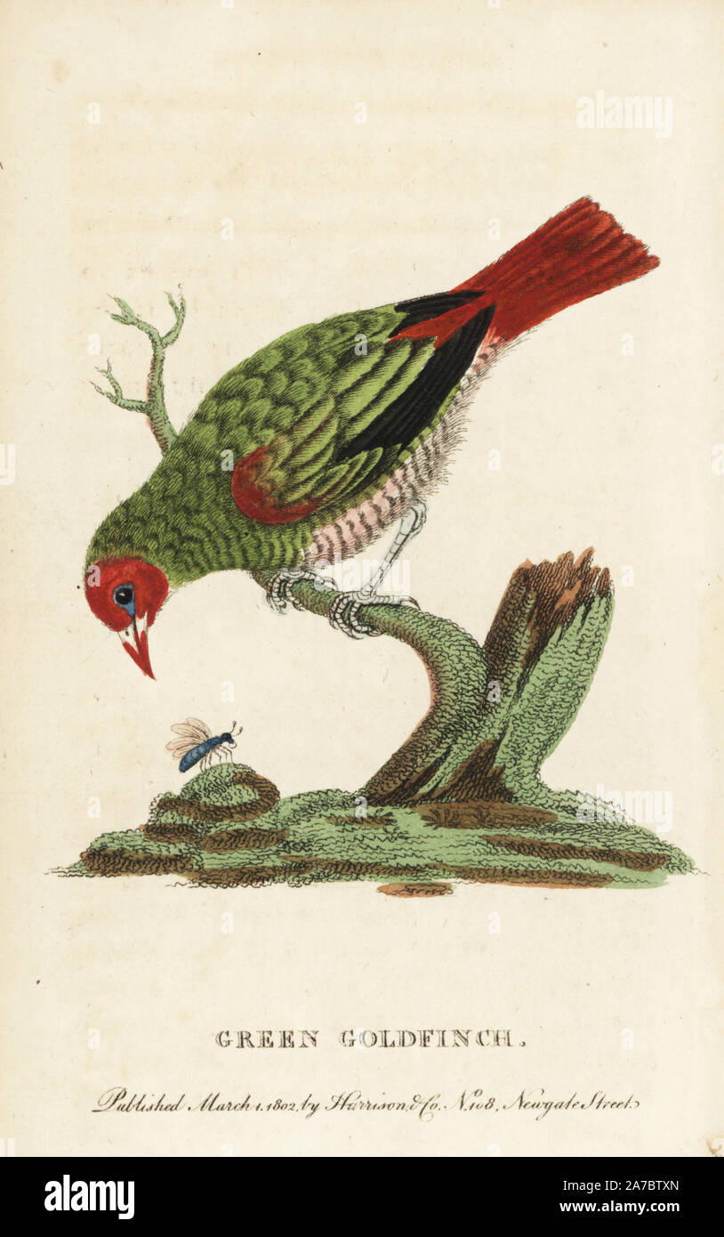 Green-winged pytilia (grün Stieglitz), Pytilia Melba. Abbildung: Kopiert von George Edwards. Papierkörbe Kupferstich aus der Naturforscher Pocket Magazin", Harrison, London, 1802. Stockfoto