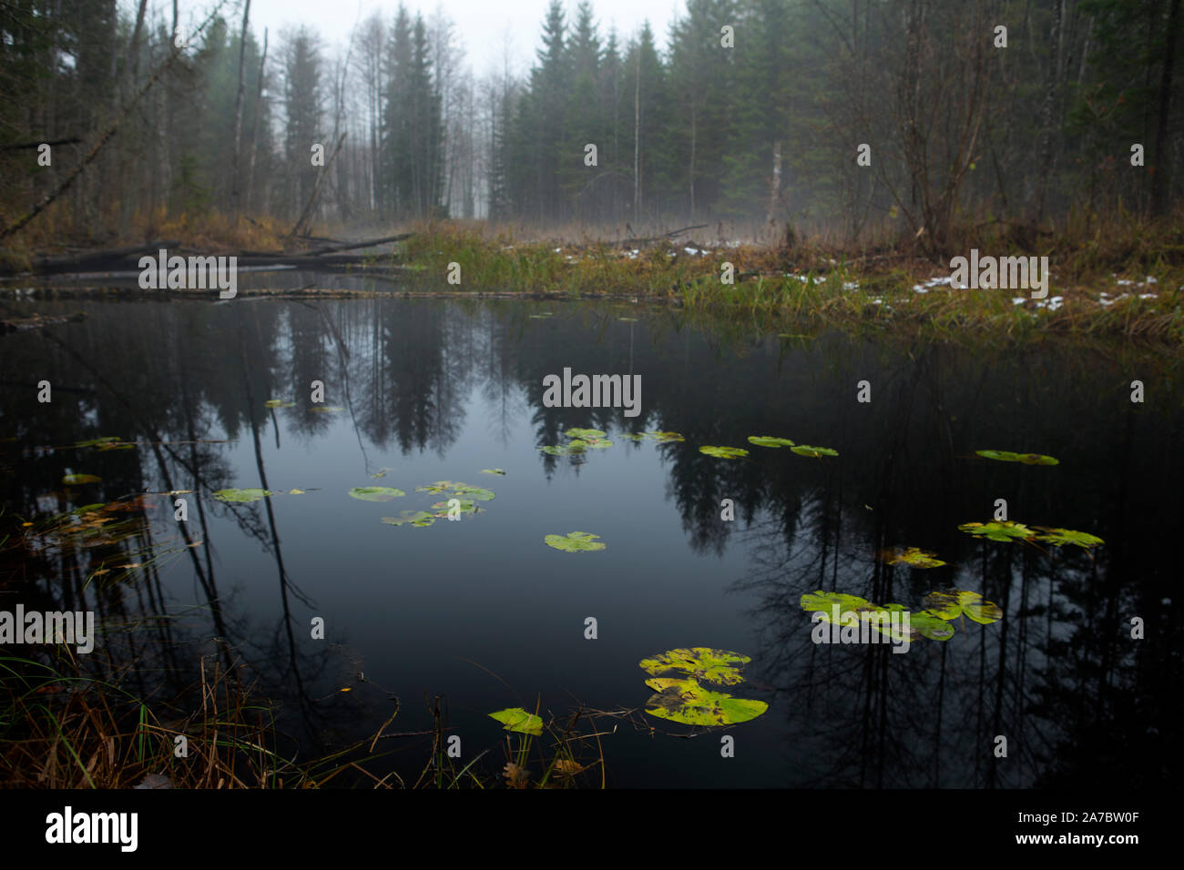 See im Wald Stockfoto