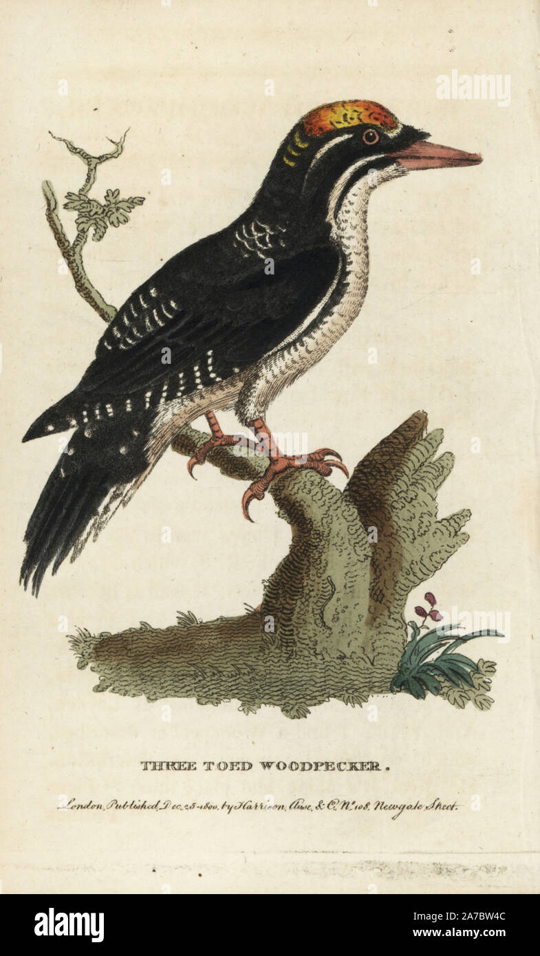 Drei toed Woodpecker, Picoides tridactylus. Abbildung: Kopiert von George Edwards. Papierkörbe Kupferstich aus der Naturforscher Pocket Magazin", Harrison, London, 1800. Stockfoto