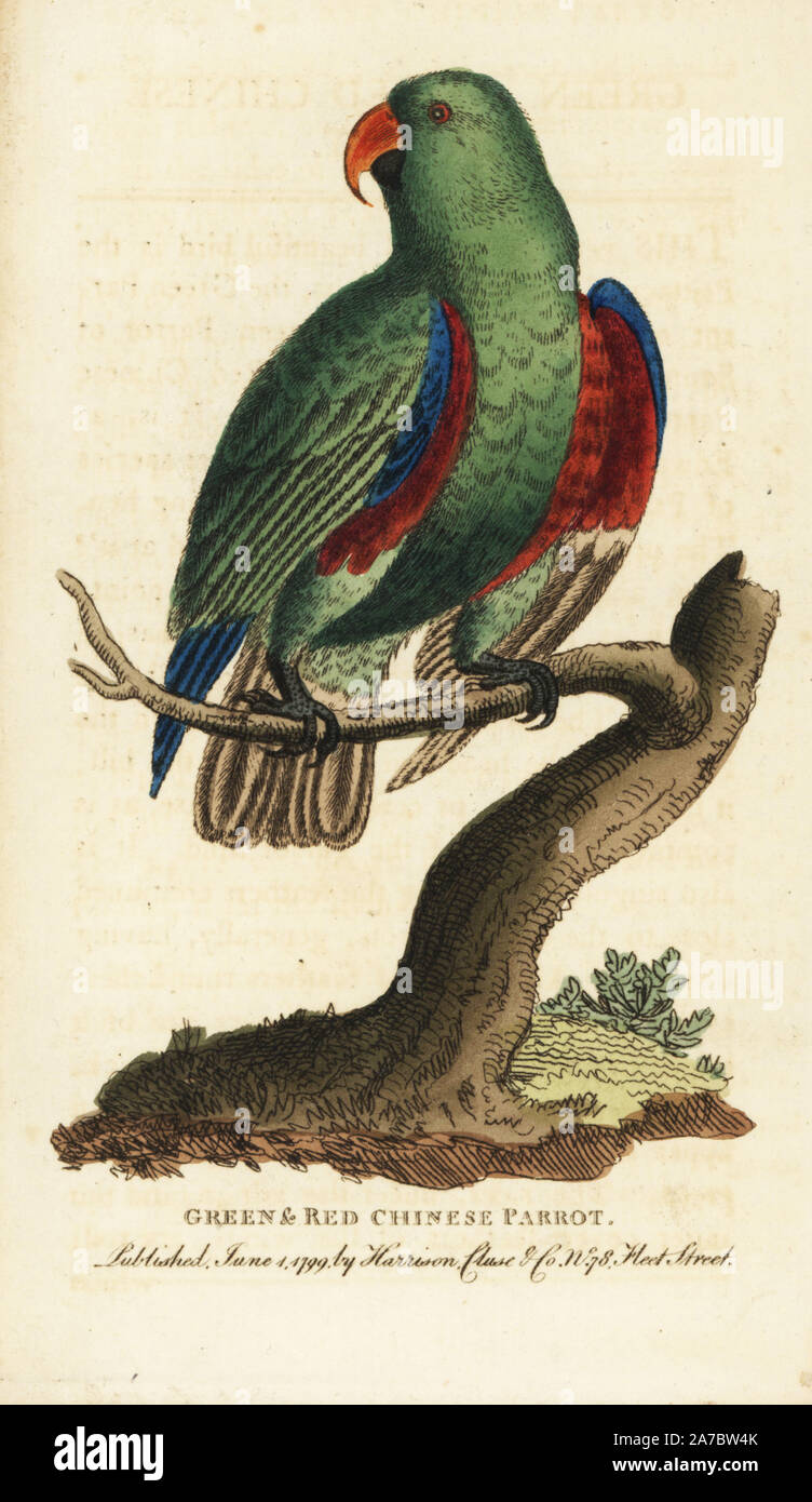 Grüne und rote chinesische Papagei, männlich, Eclectus roratus. Abbildung: Kopiert von George Edwards. Papierkörbe Kupferstich aus der Naturforscher Pocket Magazin", Harrison, London, 1799. Stockfoto