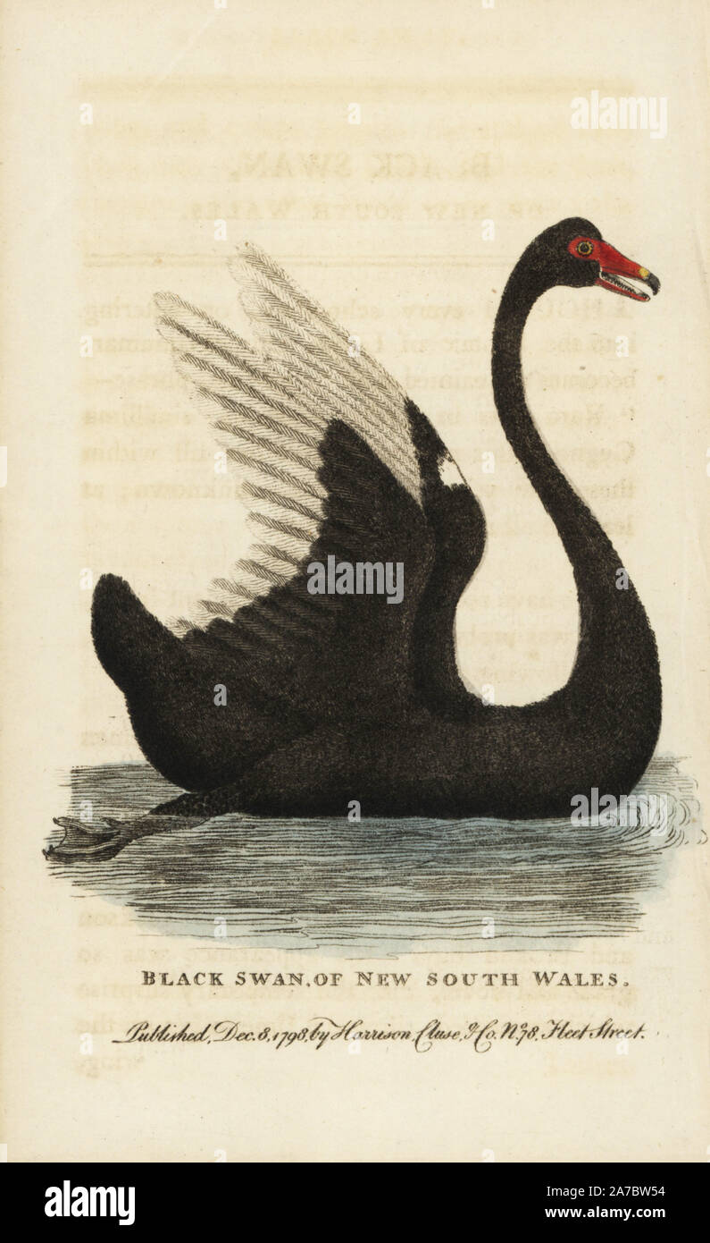 Black Swan von New South Wales, Cygnus atratus. Auf der Grundlage einer originalzeichnung von einem Besucher Port Jackson im Jahre 1788 zur Verfügung gestellt. Papierkörbe Kupferstich aus der Naturforscher Pocket Magazin", Harrison, London, 1798. Stockfoto