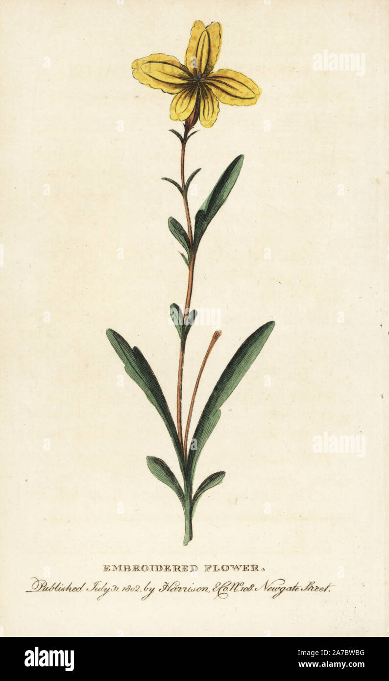 Gestickte Blüte von New South Wales, Australien. Unbekannte Blume. Papierkörbe Kupferstich aus der Naturforscher Pocket Magazin", Harrison, London, 1802. Stockfoto