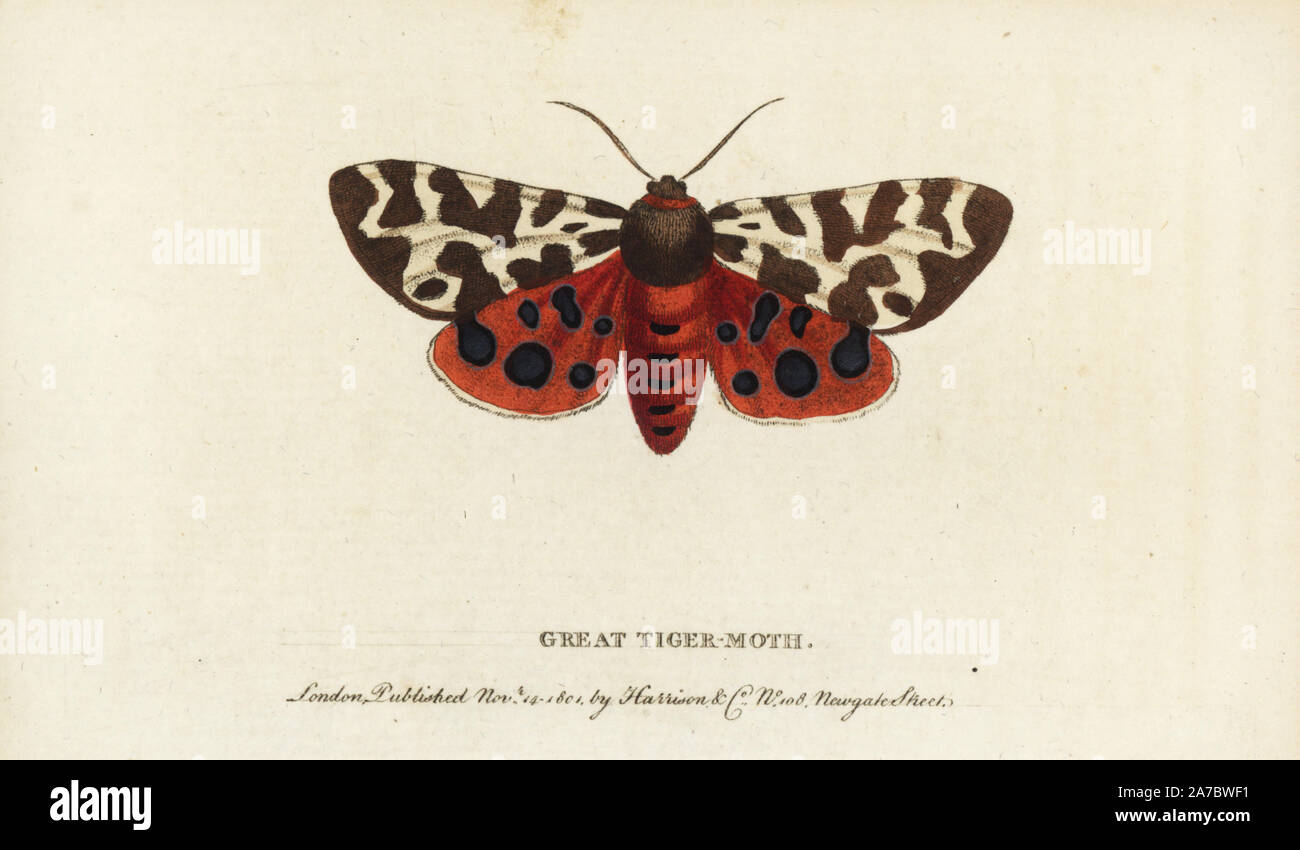 Garten oder großen Tiger Moth, Arctia caja. Abbildung: Kopiert von Mose Harris. Papierkörbe Kupferstich aus der Naturforscher Pocket Magazin", Harrison, London, 1799. Stockfoto