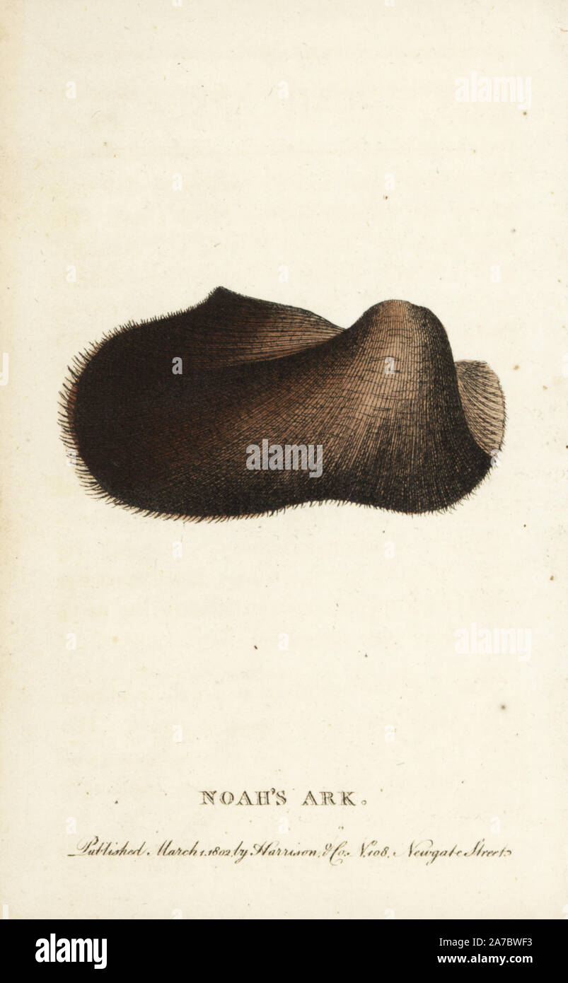 Die Arche Noah shell, Arca noae. Abbildung: Kopiert von Georg Knorr. Papierkörbe Kupferstich aus der Naturforscher Pocket Magazin", Harrison, London, 1802. Stockfoto