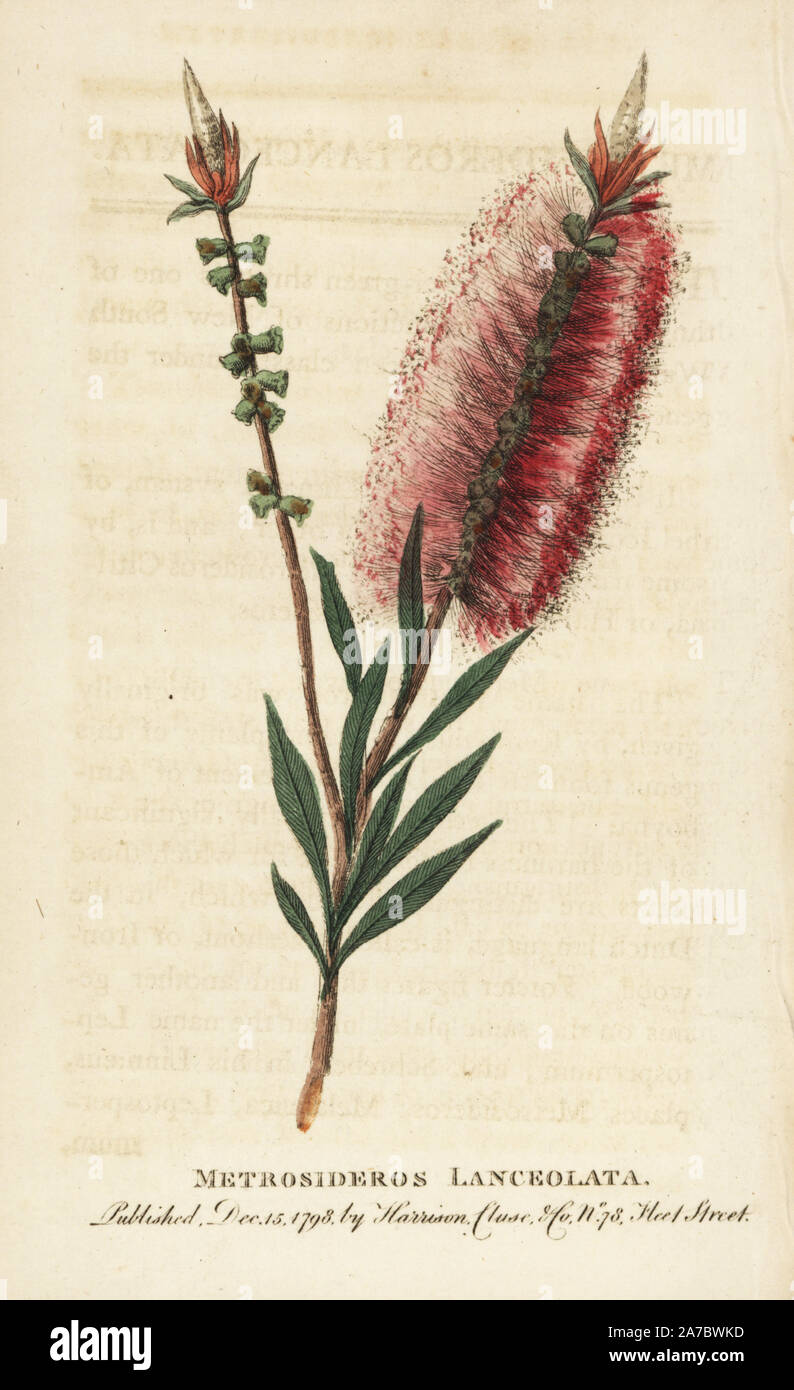 Callistemon Bottlebrush Blume, lanceolatus. (Metrosideros Integrifolia) Papierkörbe Kupferstich aus der Naturforscher Pocket Magazin", Harrison, London, 1798. Stockfoto