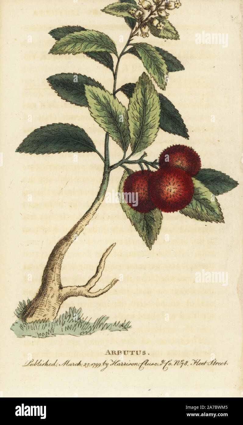 Erdbeerbaum oder Zuckerrohr apple, Arbutus unedo. Papierkörbe Kupferstich aus der Naturforscher Pocket Magazin", Harrison, London, 1799. Stockfoto