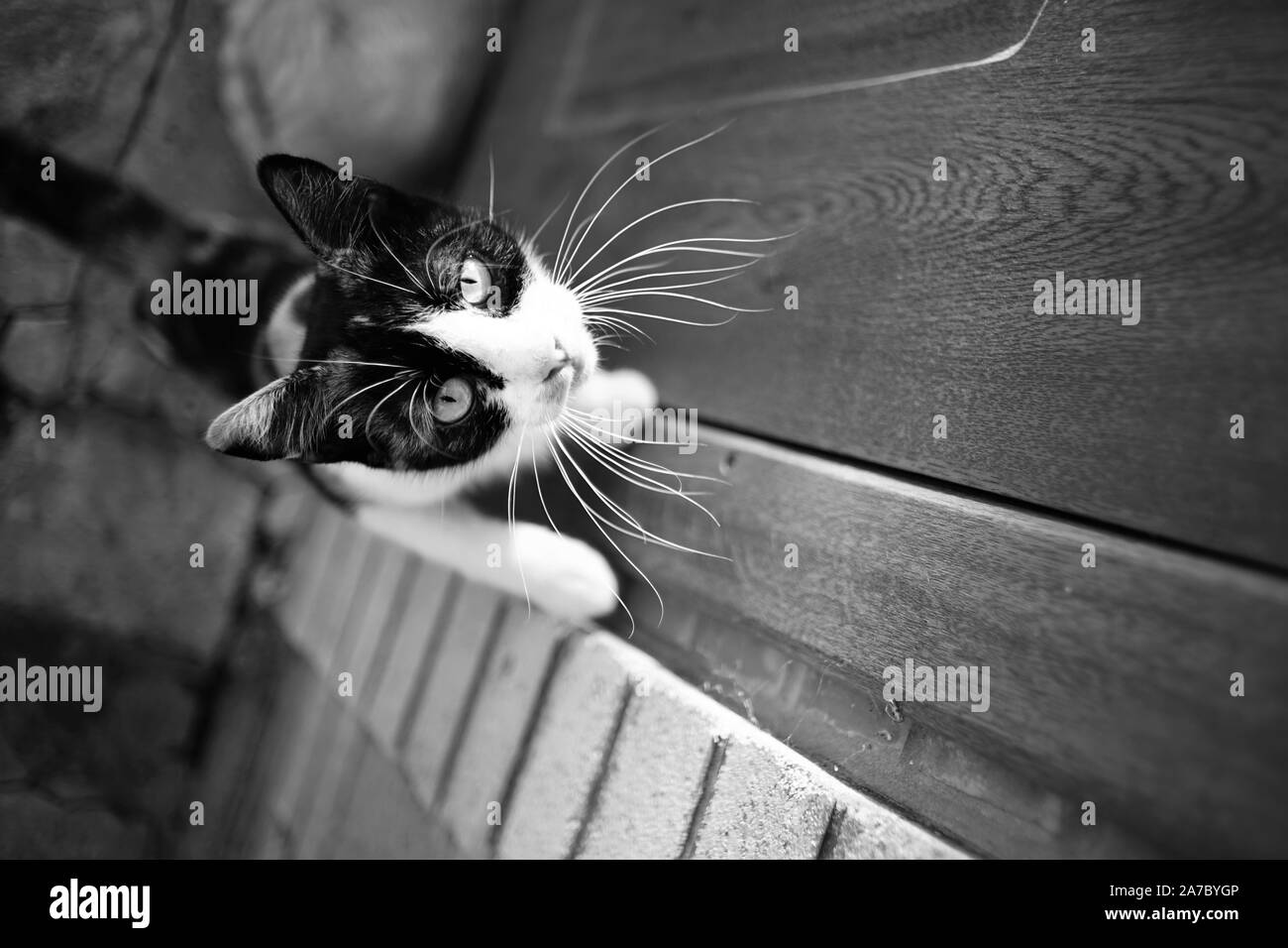 Dreifarbige Katze vor der Tür will das Haus zu betreten. Maneki Neko kitty Porträt mit Pfoten an die Tür. Schwarz-weiß Foto. Stockfoto