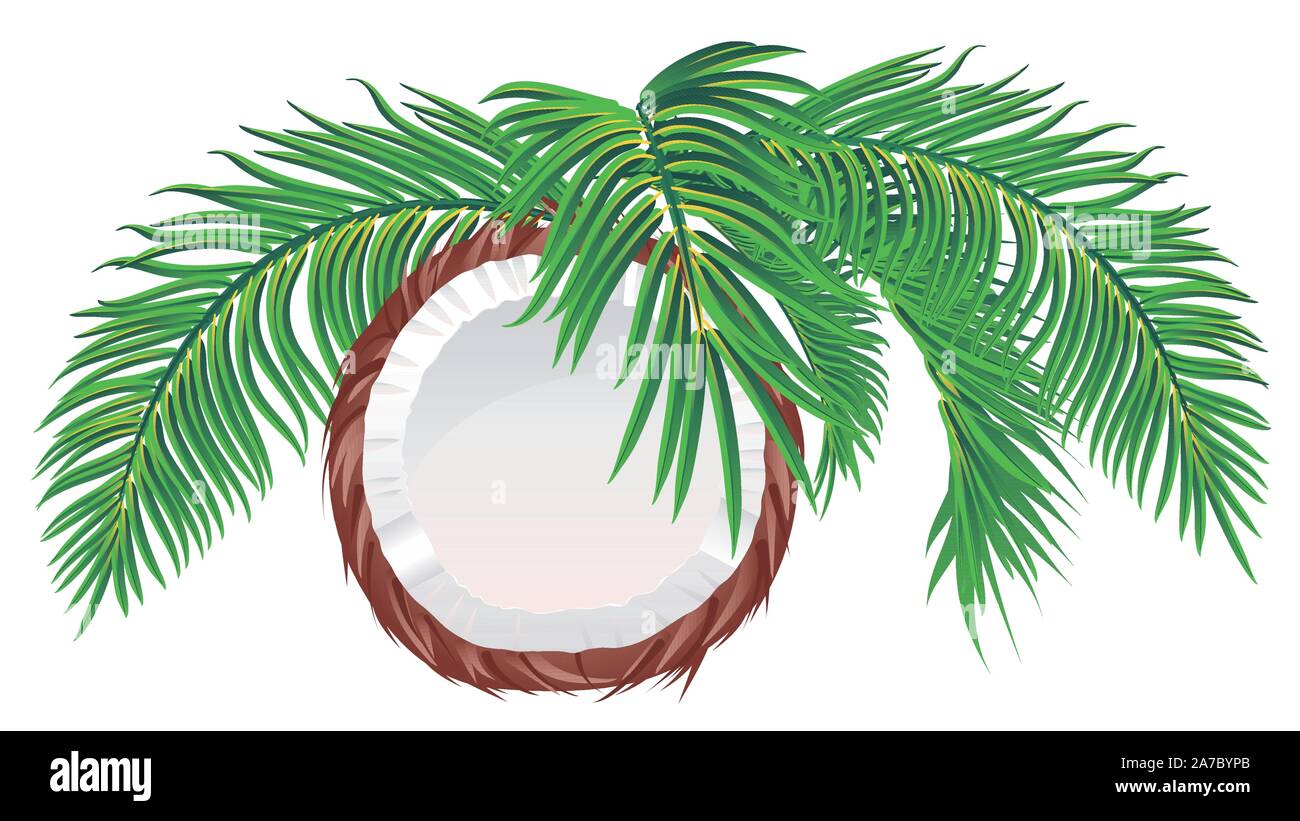 Ausführliche Darstellung der leckere Kokosnuss Hälfte mit Palmblättern Hintergrund. Stock Vektor
