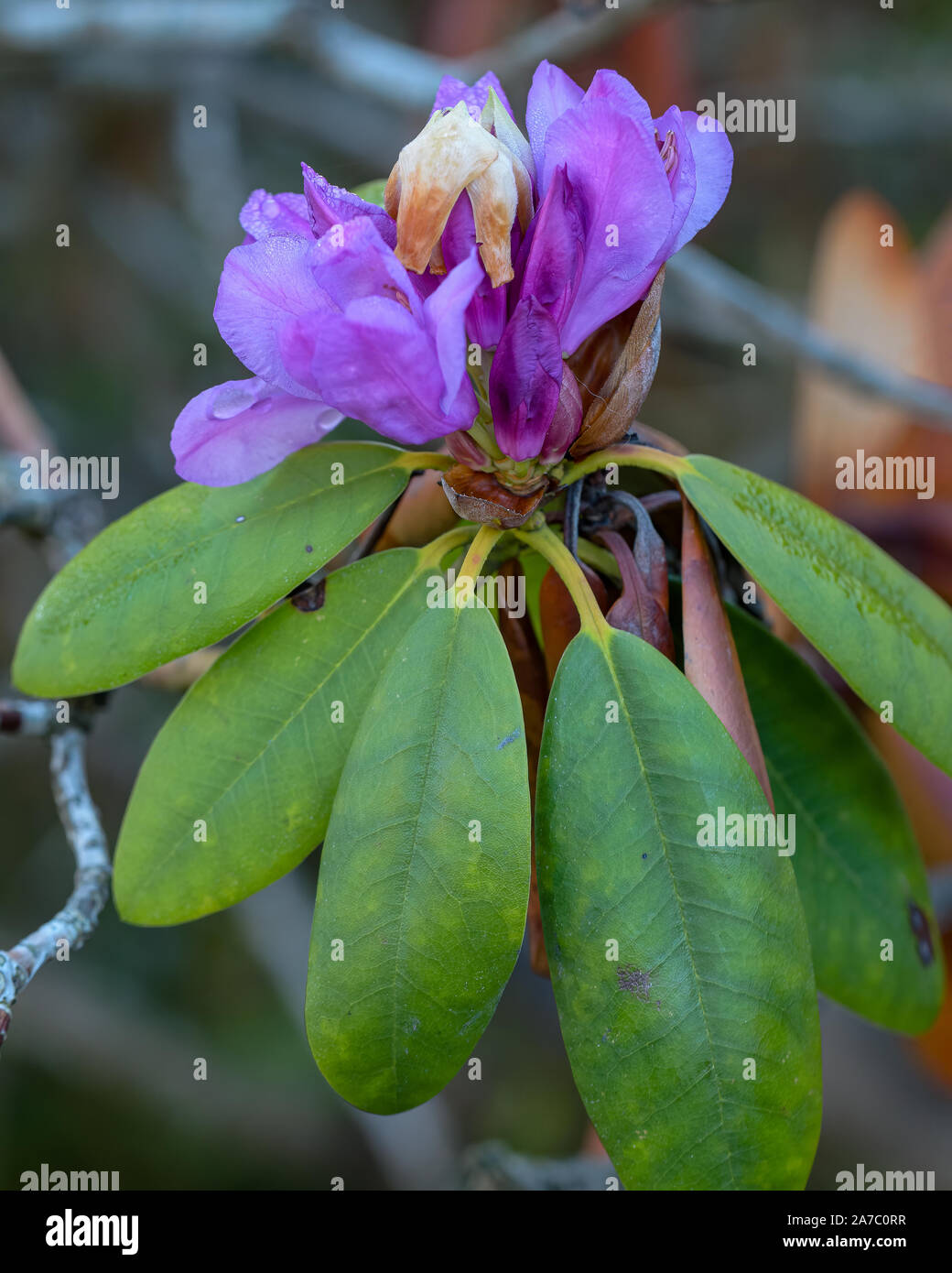 Ein einsamer Pfingstrose hält im Herbst kalt. Stockfoto
